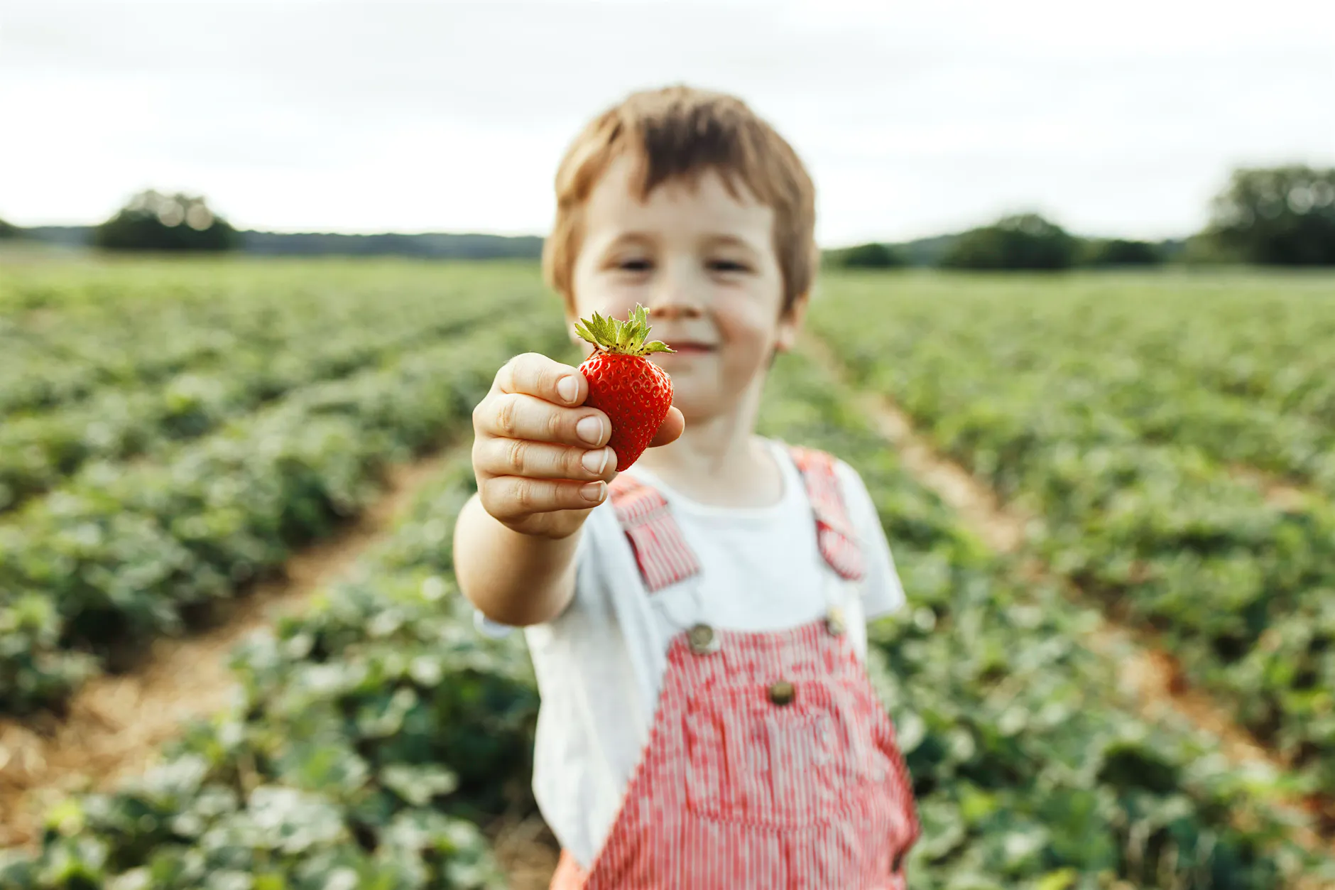 Keine Erdbeeren für Kinder! Mega-Zoff um Verbot bei Selbstpflücke