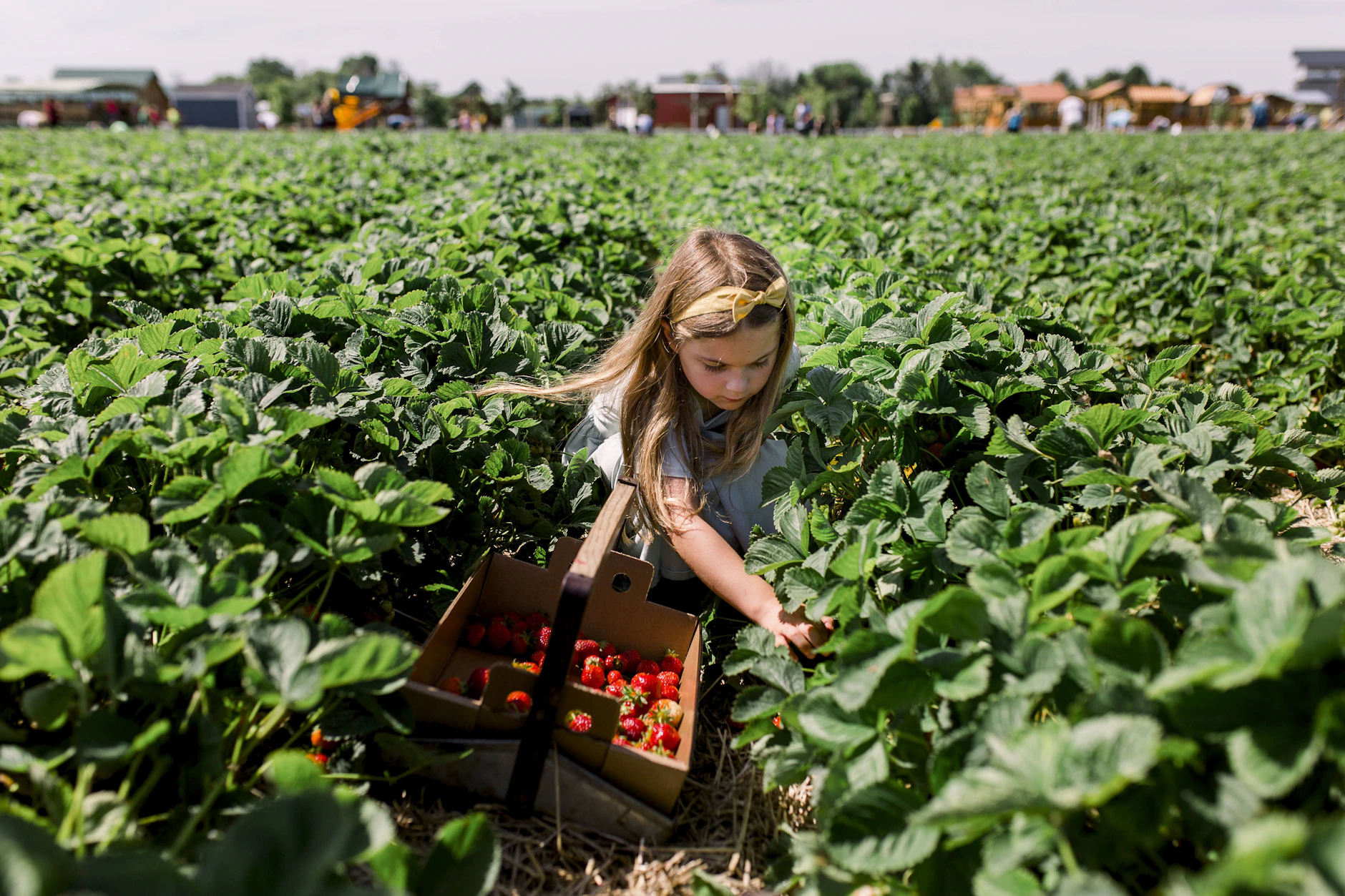 Erdbeeren selber pflücken ist ein großer Spaß. Wer dabei zu viel nascht, bringt die Landwirte in Schwierigkeiten.