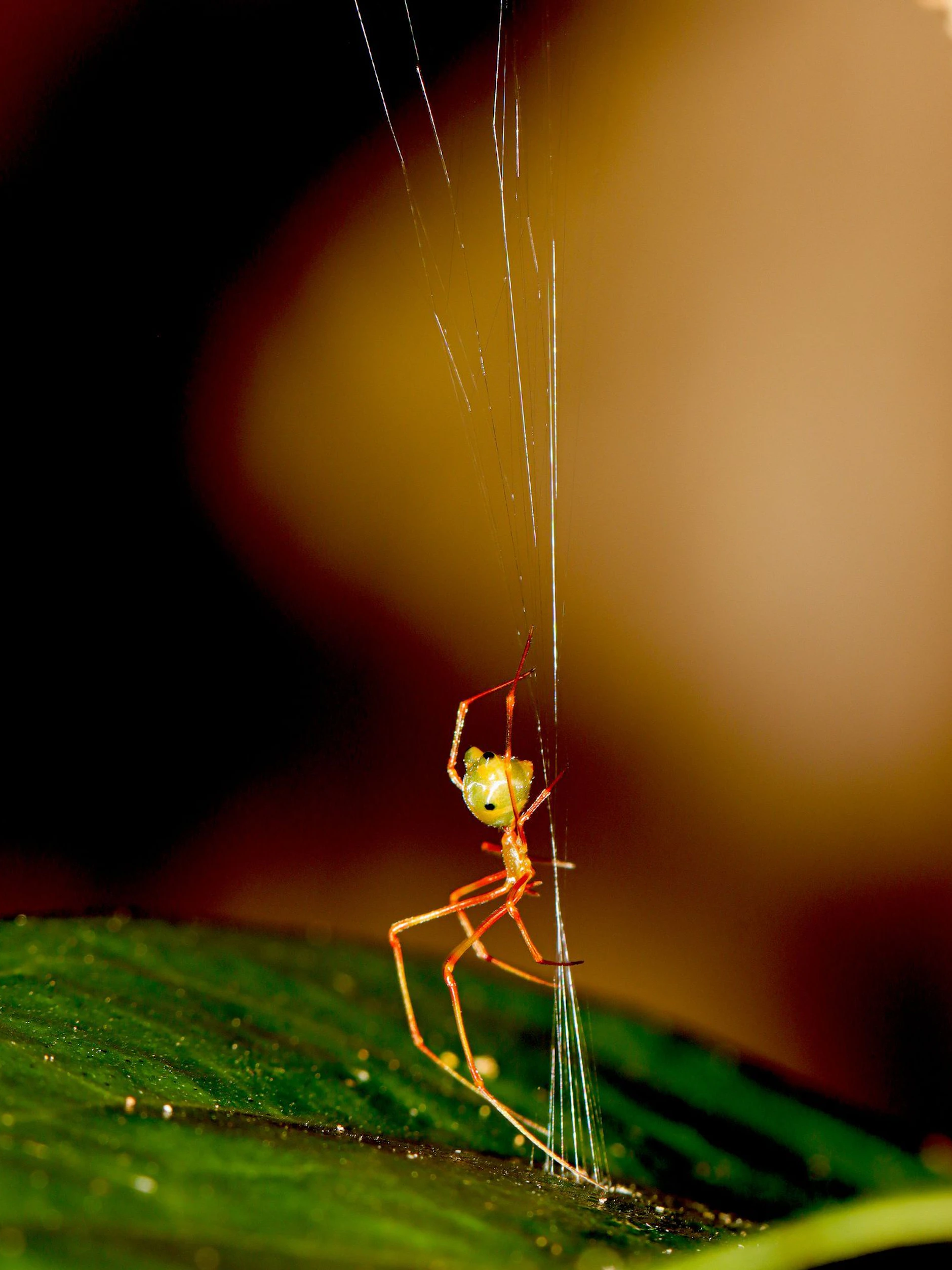 Eine australische Ballista-Spinne beim Bau einer Falle für Ameisen.