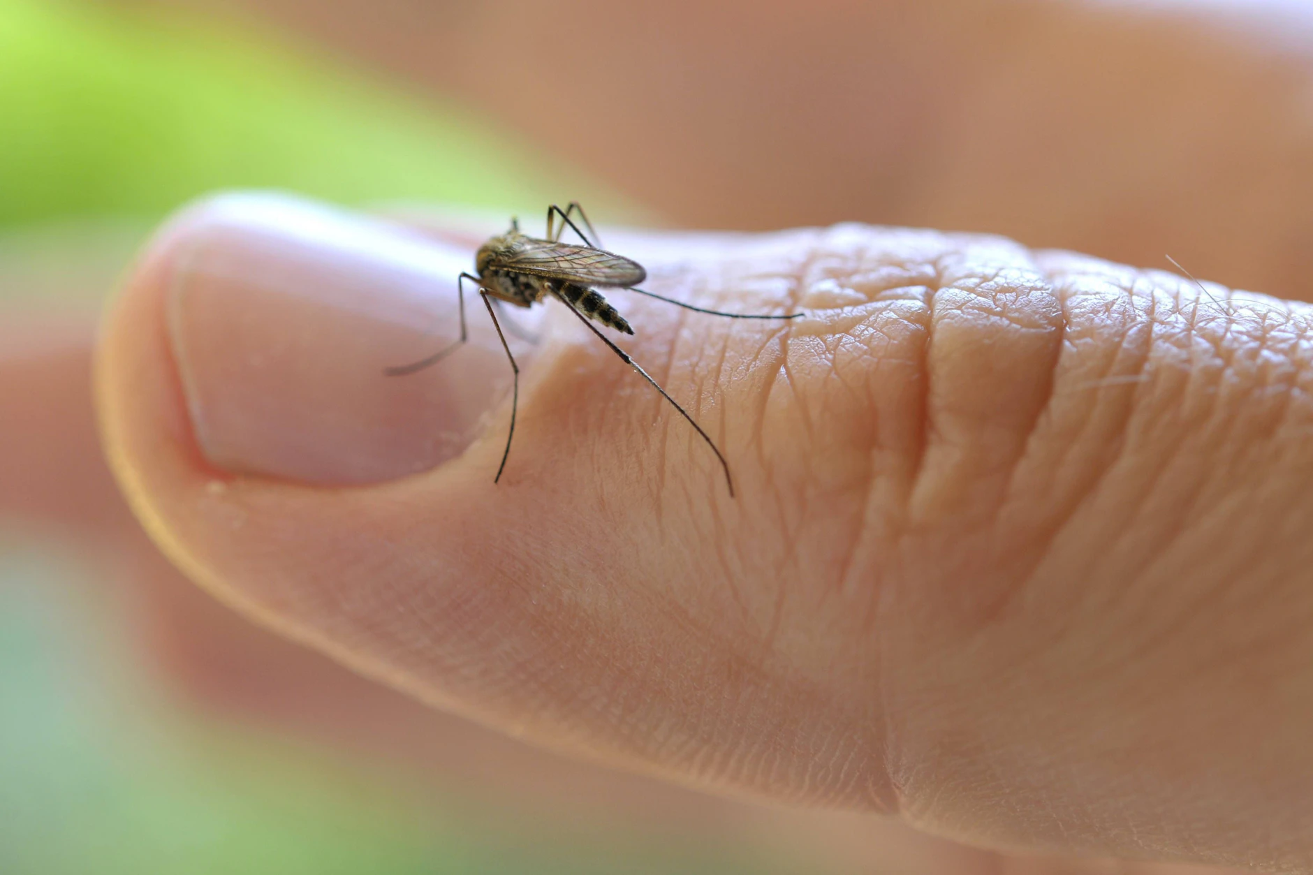 Die gemeine Stechmücke (Culex pipiens) ist dieses Jahr besonders früh in Berlin unterwegs.