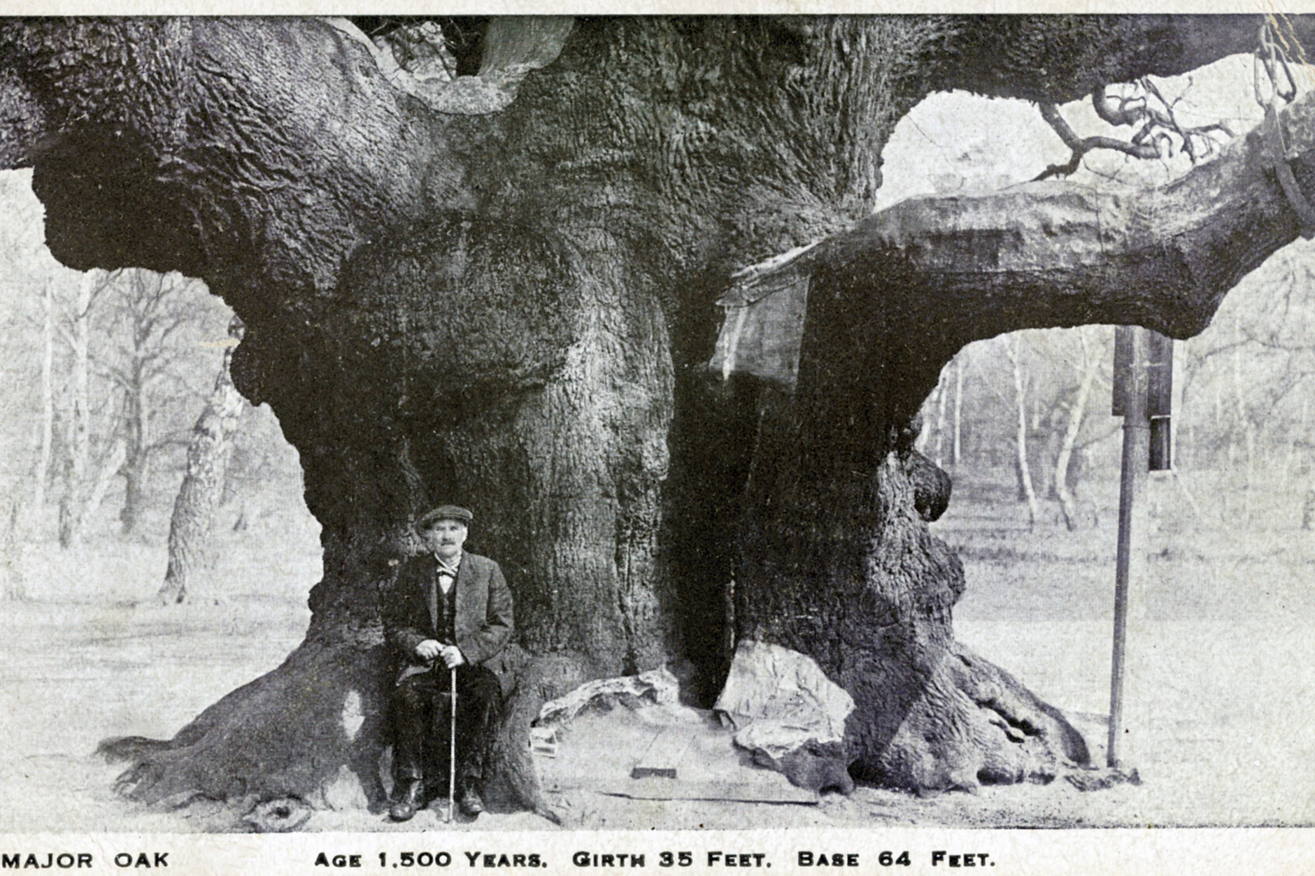 Schon vor über hundert Jahren ein Besuchermagnet: Eine historische Postkarte zeigt einen Mann unter der mächtigen „Major Oak". Die damaligen Altersangaben gelten heute als übertrieben.