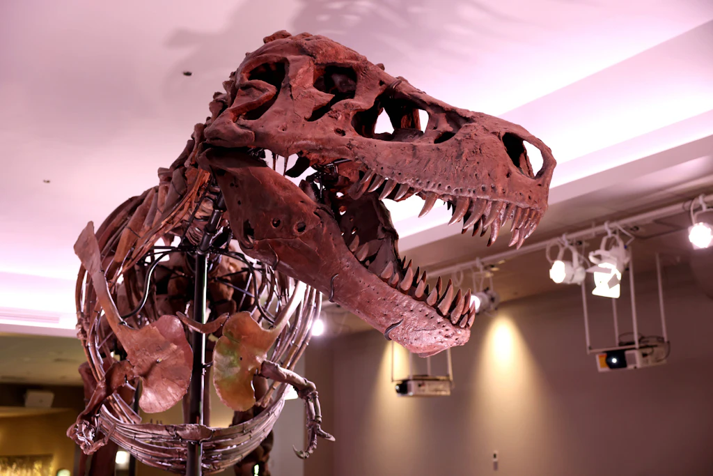 Spitzenräuber: Tyrannosaurus rex war laut Studie erst mit 40 Jahren ausgewachsen