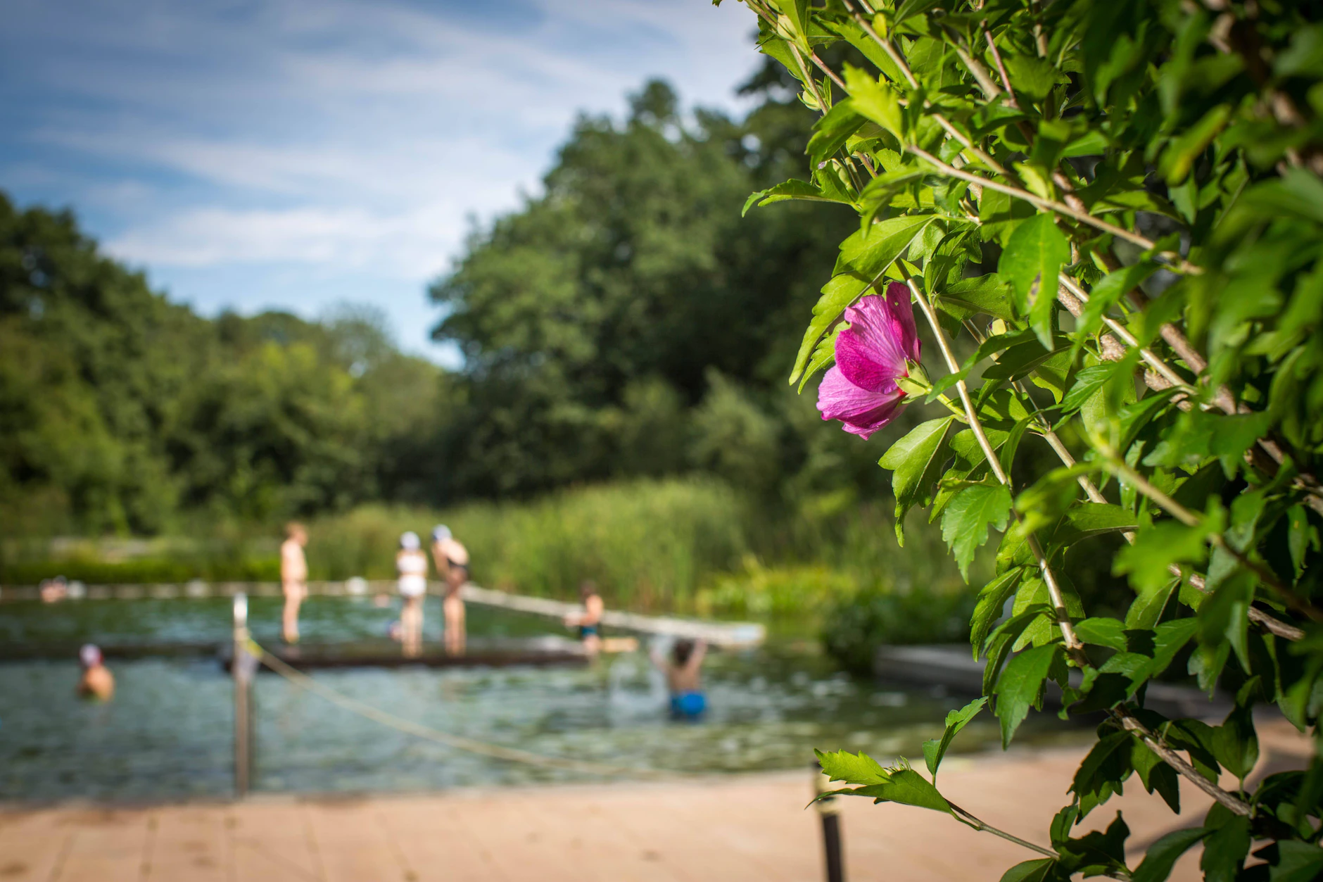 Welches Freibad in Deutschland kann wohl so viel Natur vorweisen wie das Zschonergrundbad in Dresden?
