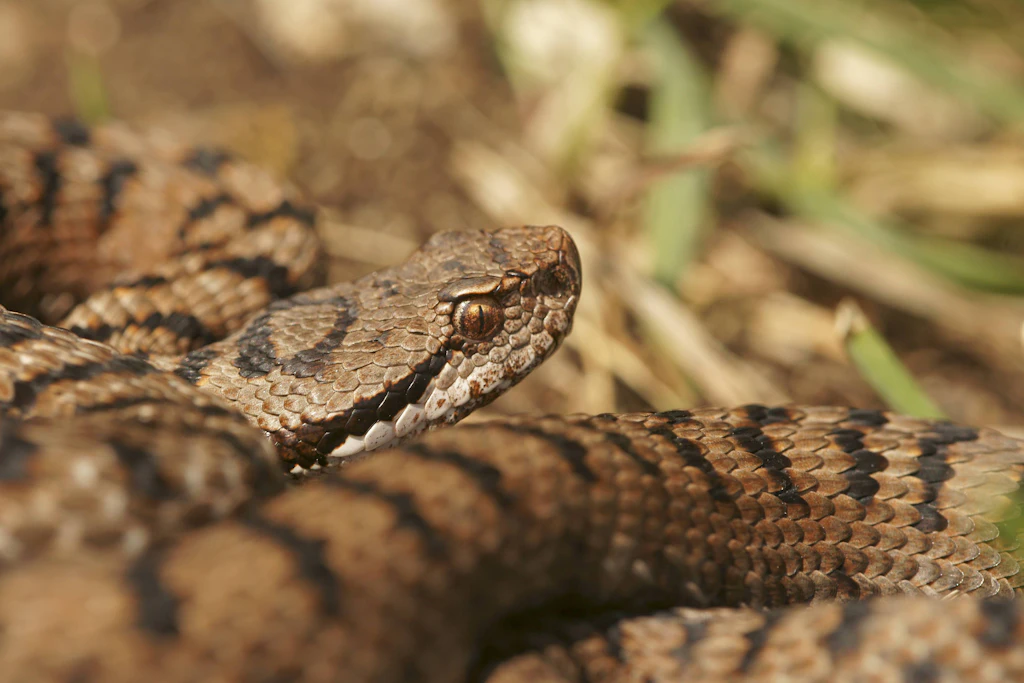 Die Aspisviper (Vipera aspis) ist giftig und kommt in seltenen Fällen in Deutschland vor.