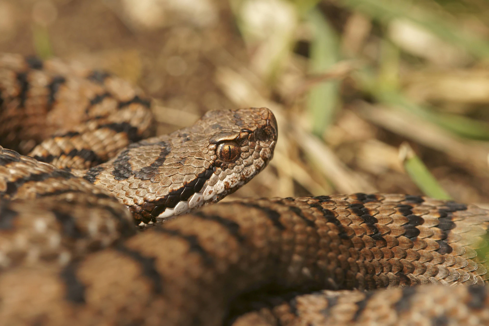 Die Aspisviper (Vipera aspis) ist giftig und kommt in seltenen Fällen in Deutschland vor.
