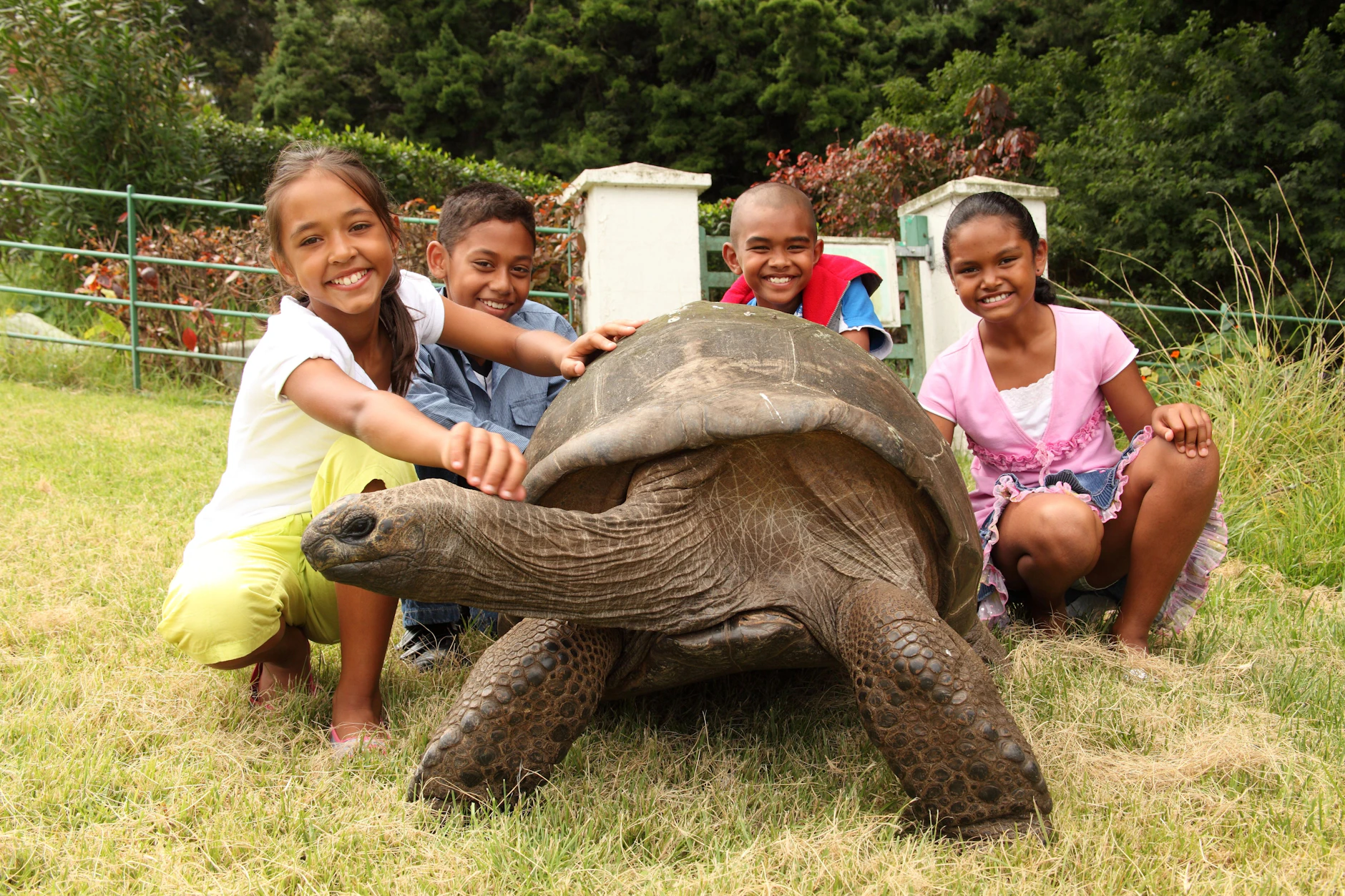 Ein Liebling der Insel: Kinder auf St. Helena versammeln sich um eine der berühmten Riesenschildkröten. Die älteste von ihnen, Jonathan, begeistert seit Generationen.