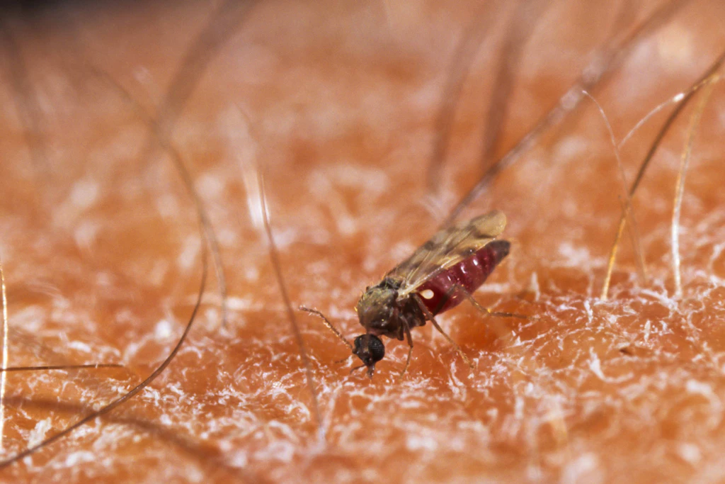 Winzig im Alltag, riesig unter der Lupe: Ein Gnitzenweibchen saugt Blut auf menschlicher Haut,es überträgt bei Kühnen das Shamonda-Virus.