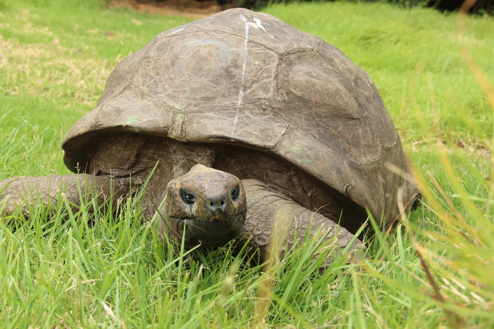 Gemütlich im Gras: Jonathan, die älteste Landschildkröte der Welt, lebt seit 1882 auf der Insel St. Helena im Südatlantik.