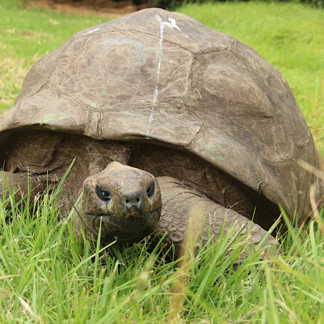 Weltstar auf vier Beinen: Diese 193 Jahre alte Schildkröte ist jetzt eine Ikone
