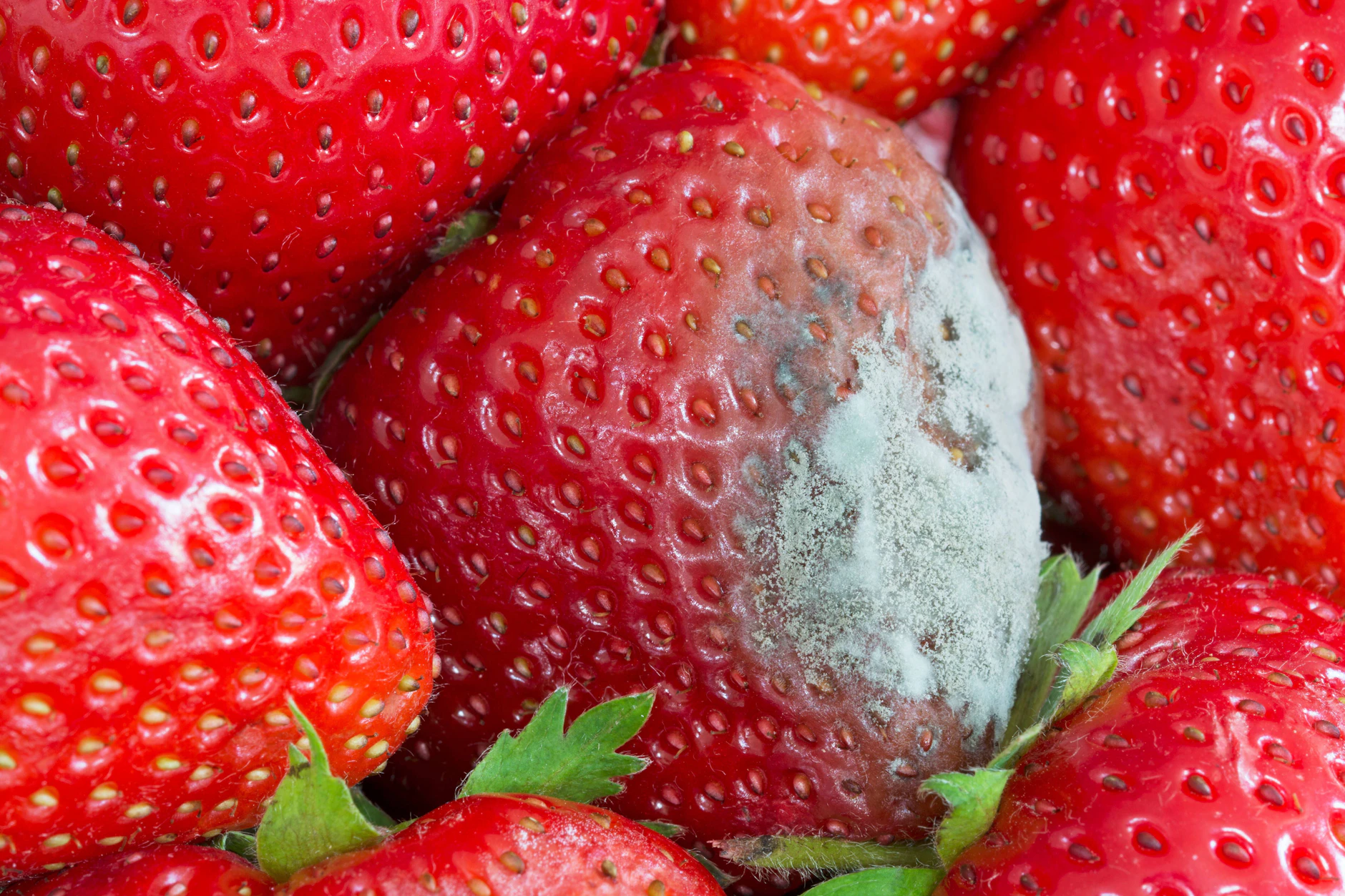 Erdbeeren können unter bestimmten Bedingungen schimmelanfällig sein. Es lohnt sich immer, vor dem Kauf an Erdbeerständen oder im Supermarkt, einen genauen Blick in die Schale zu werfen.