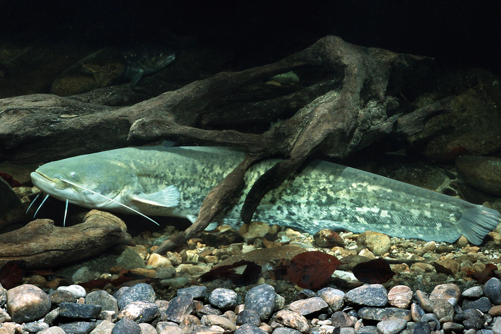 Ein Europäischer Wels (<em>Silurus glanis</em>) am Grund eines Gewässers. In Berliner Seen sorgt der große Raubfisch regelmäßig für Gruselgeschichten, gefährlich ist er für Menschen aber nicht.