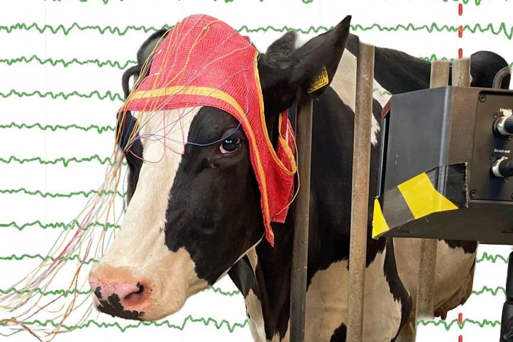 Die Kuh Käthe in der Ankündigungsgrafik für das „Stallgeflüster“