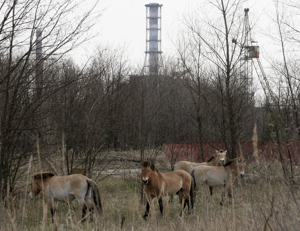 Tschernobyl als Wildtierrefugium: Sperrzone ist besonders artenreich