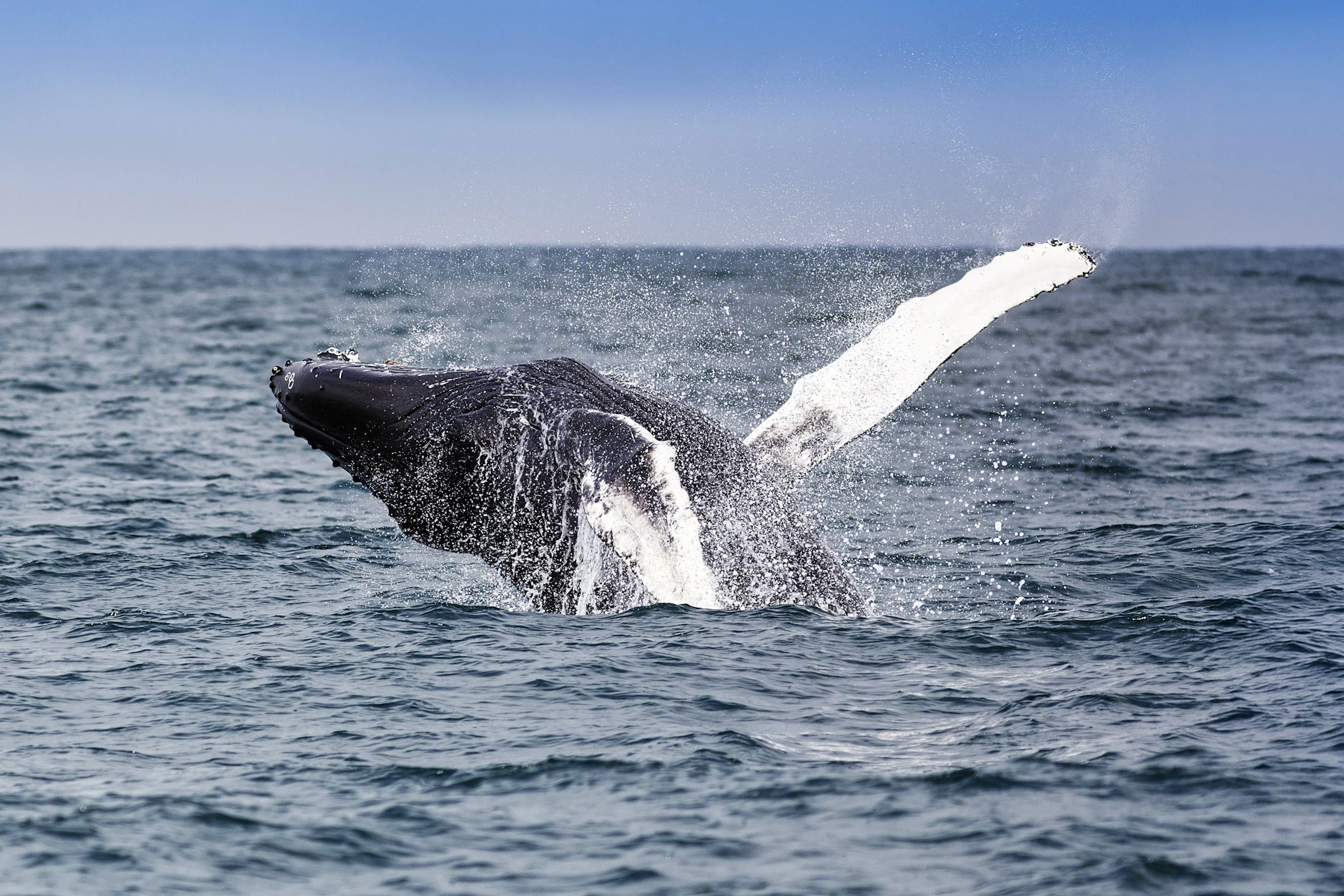 Buckelwale gehören in den Ozean und nicht in die Ostsee (Symbolfoto). Aktuell ist ein weiterer der Meeressäuger unterwegs in das Meer.