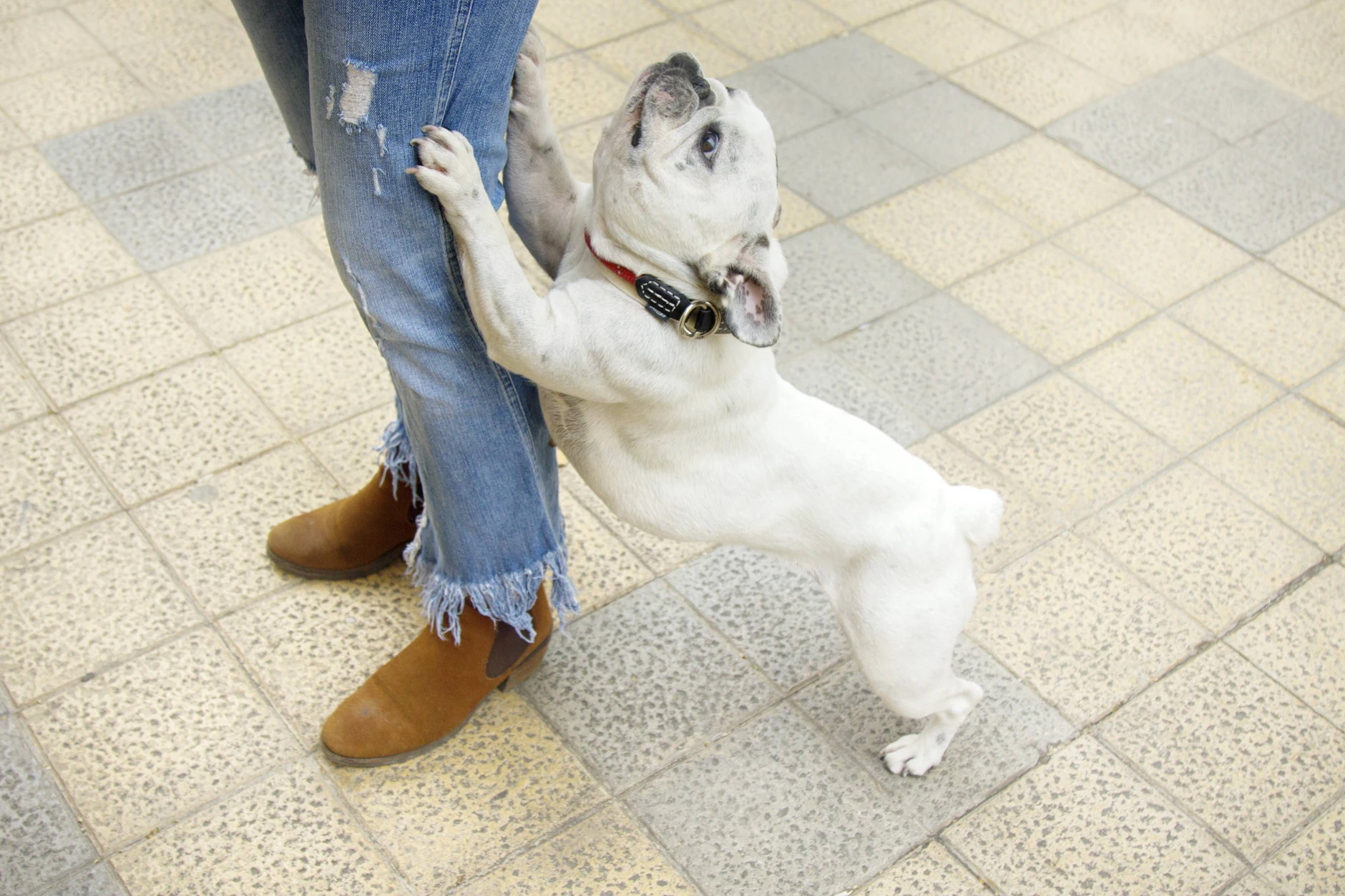 Wenn <a href="https://www.berliner-kurier.de/panorama/sepsis-horror-hund-leckt-frau-ab-arme-und-beine-amputiert-li.10020612">Ihr Hund sich öfter die Pfoten leckt</a> oder nicht Spazieren gehen möchte, könnte es an Schmerzen an den Pfoten liegen.
