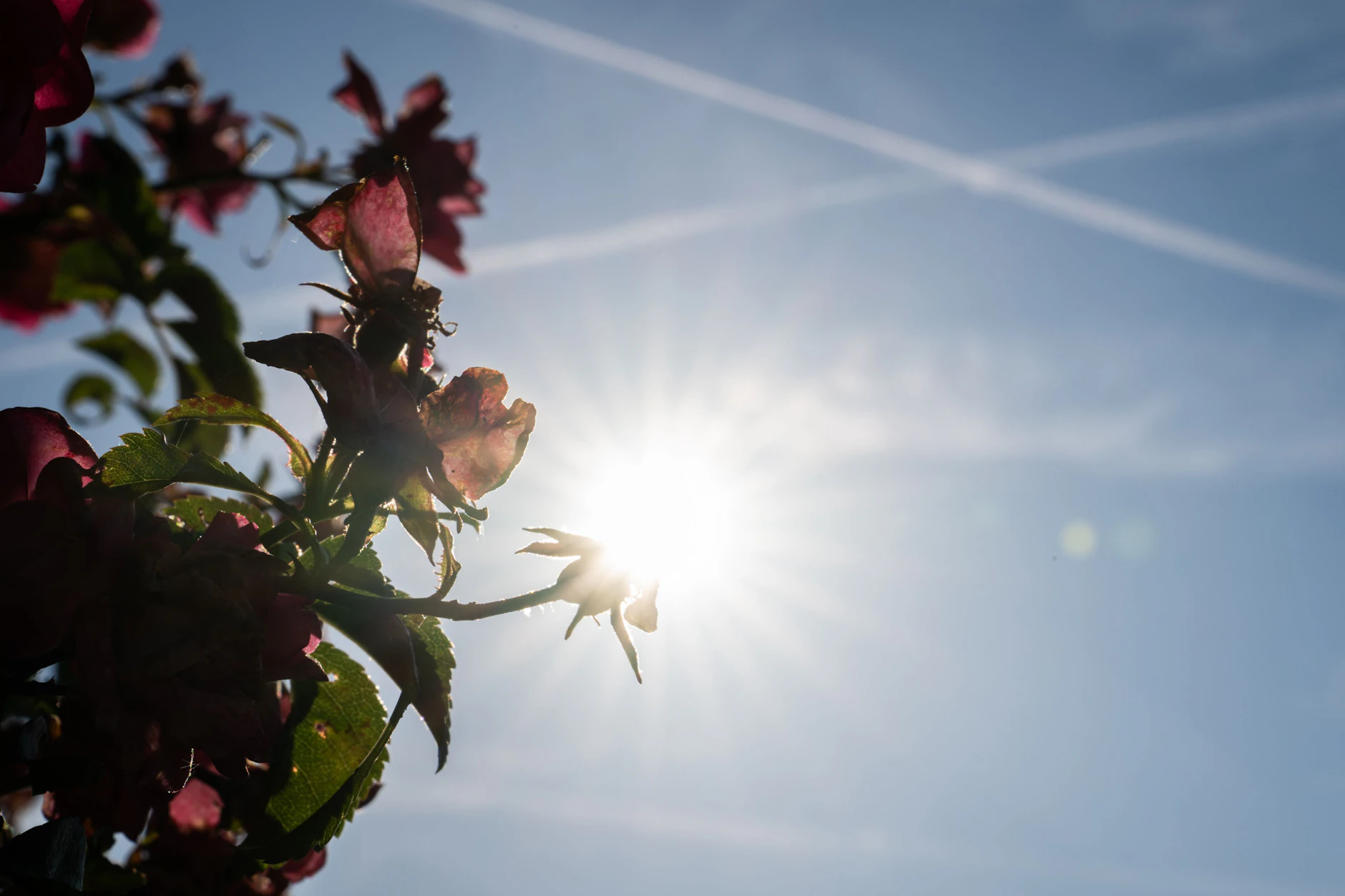 Der Sommer legt jetzt wieder einen Ganz zu.