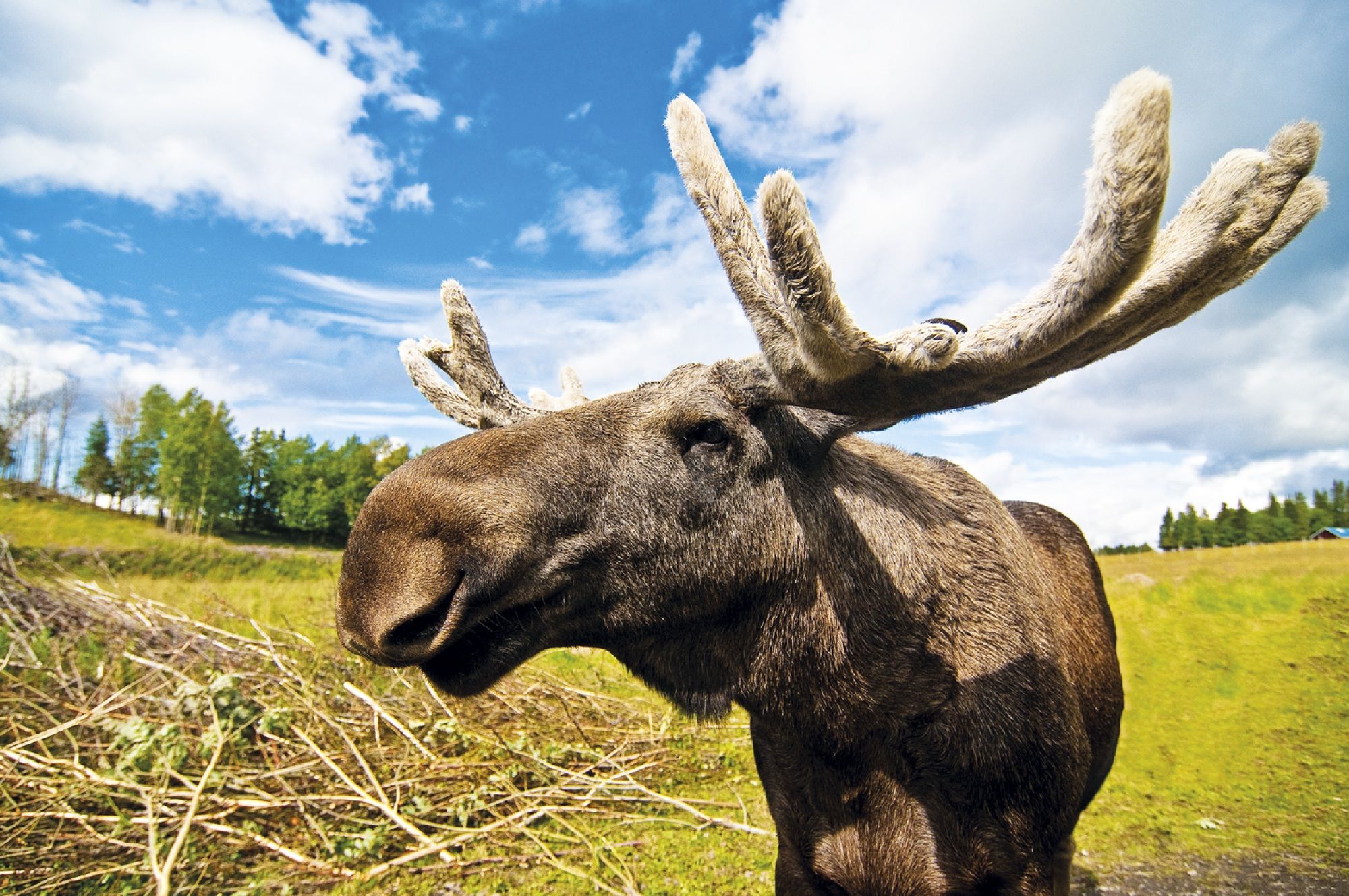 Image - Ab in den Norden zur Elchsafari in Schweden