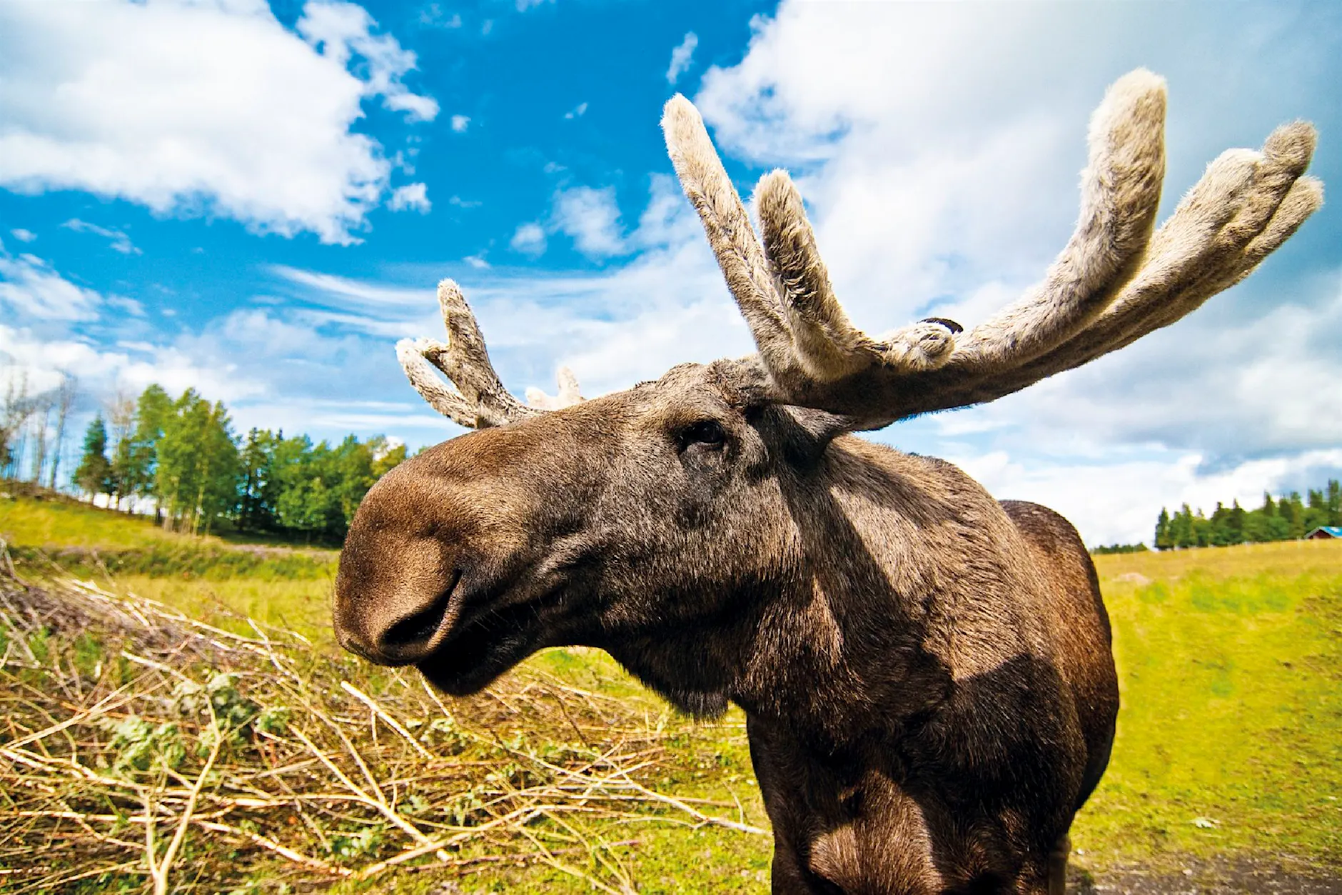 Ab in den Norden zur Elchsafari in Schweden