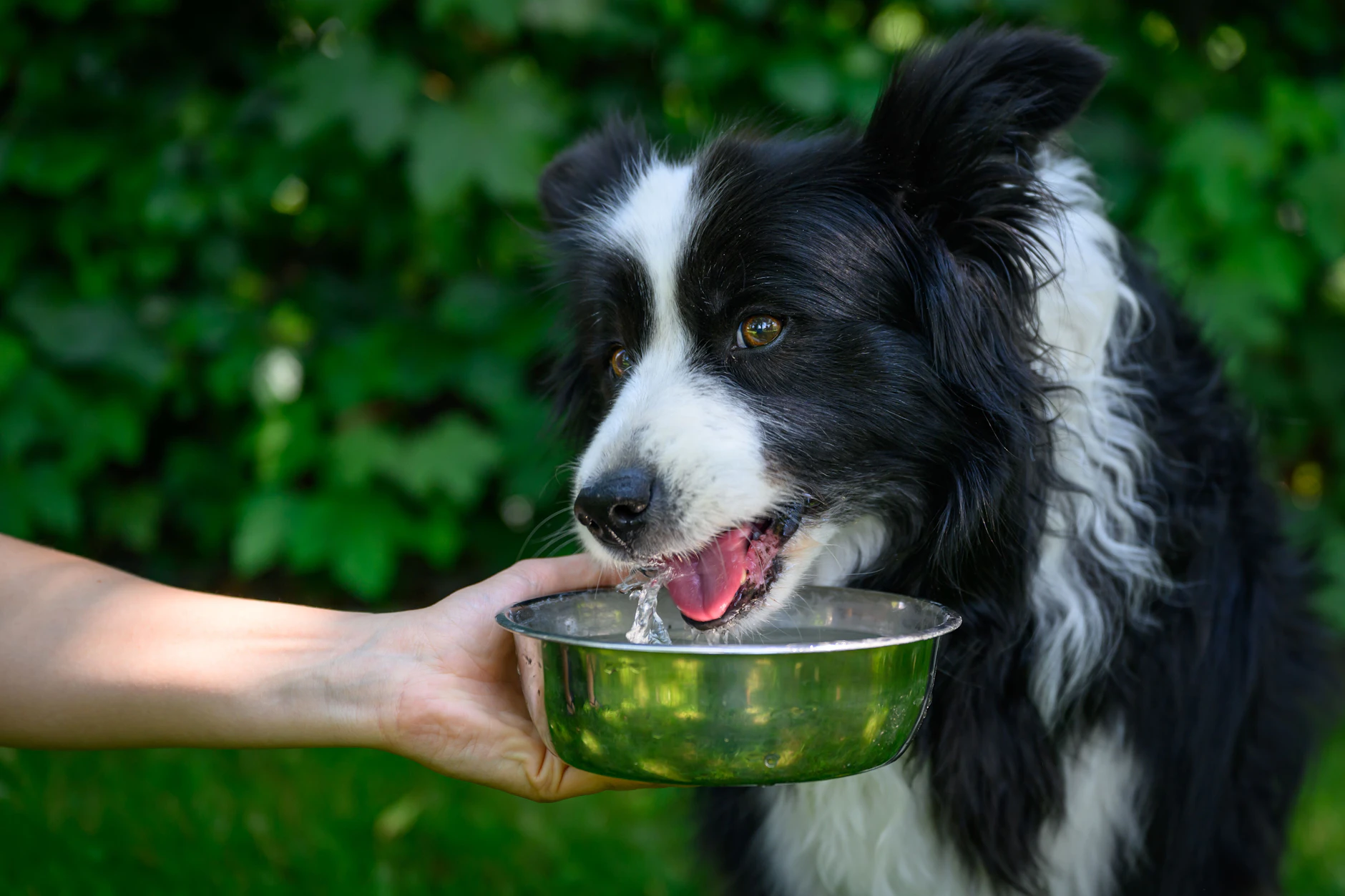 Auch Hunde leiden unter der Hitze. Die Hundstage haben damit aber nichts zu tun.