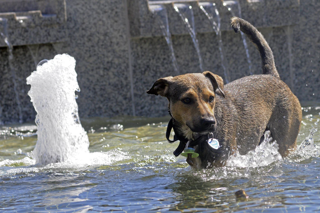 Hunde mögen es bei disesen Temperaturen ebenfalls feucht und kühl.