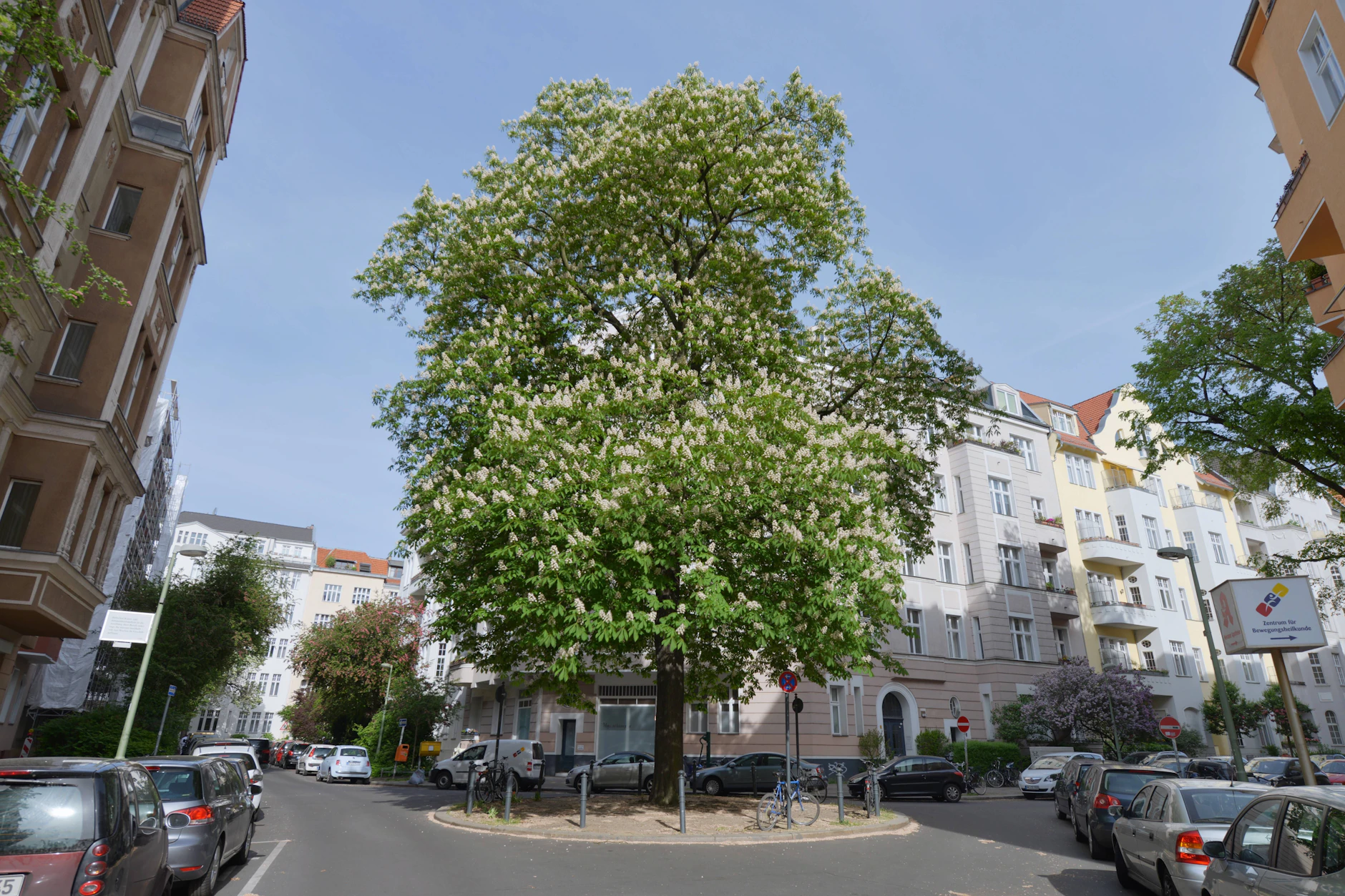 Rosskastanien sind in Berlin oft krank.