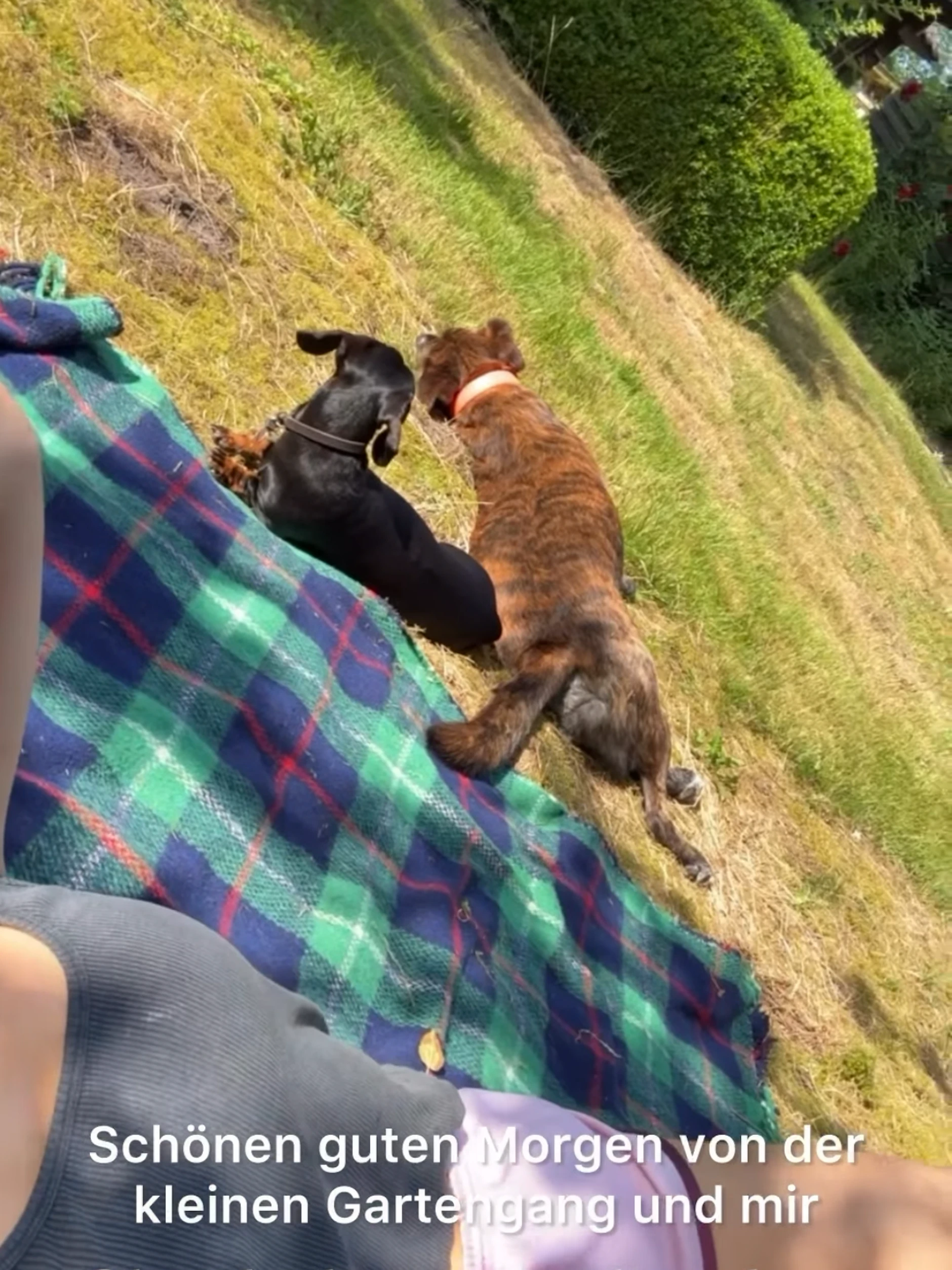 Fynn Kliemanns neue Freundin teilte am Mittwoch eine Story mit ihrem Hund (l.) und dem von Franzi und Fynn.