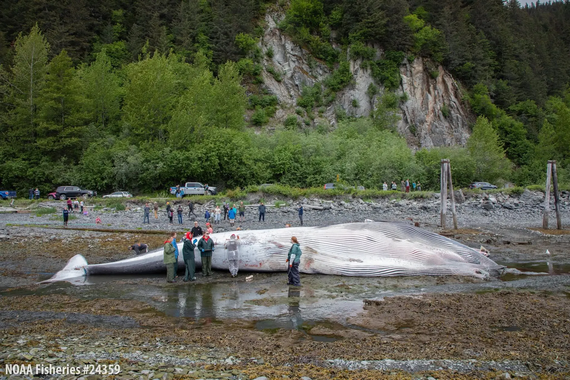 Am Strand von Lowell Point bei Seward untersucht ein Team von NOAA und Alaska SeaLife Center den toten Finnwal.