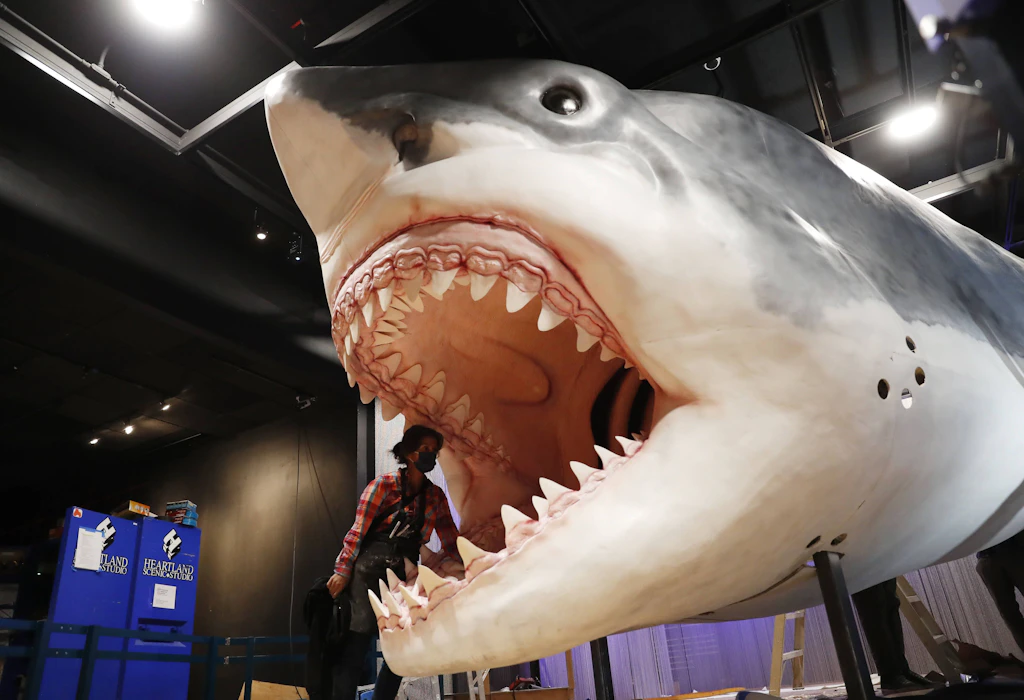 Megalodon: Neue Studie stützt Rekordgröße von mehr als 24 Metern