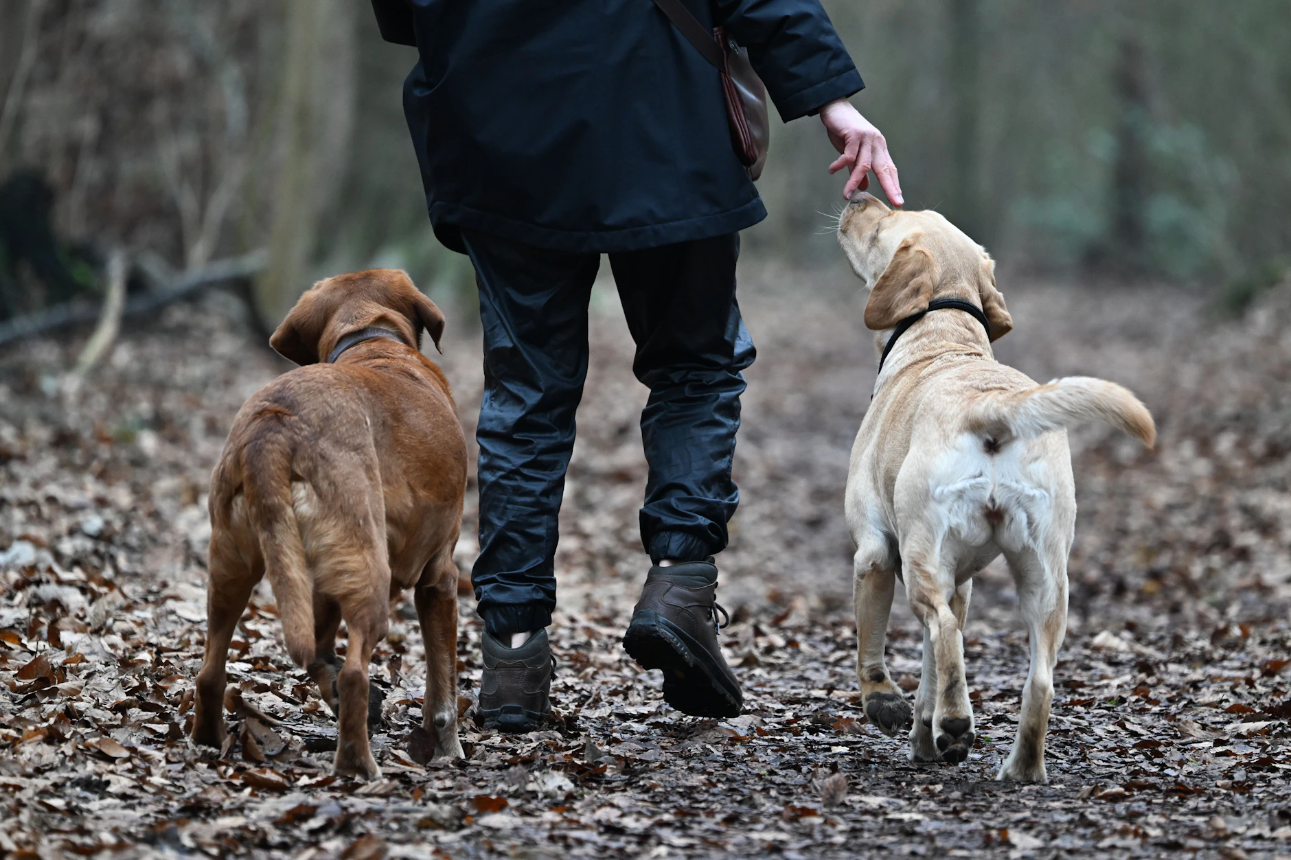 Waldwege sind häufig besser für Hunde, die unter Arthrose leiden. Der Boden ist weicher.