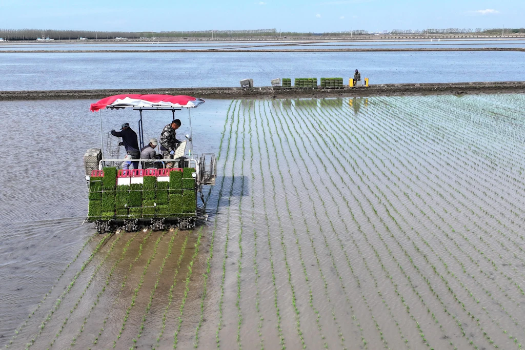 Die Kultur Chinas ist aus dem Nassreisanbau geboren. Die Komplexität dieser Landwirtschaft erfordert bis heute Kooperation, aber es geht inzwischen mit Reispflanzmaschine wie hier in der nordostchinesischen Provinz Heilongjiang.
