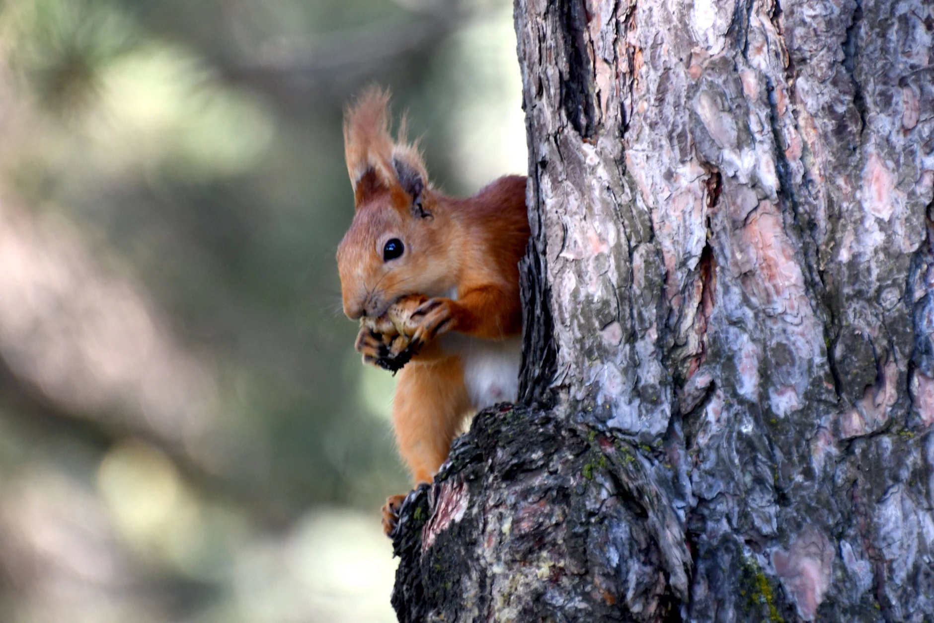 Eichhörnchen sind eigentlich possierliche Tierchen. Doch in den USA erkranken immer mehr der Tiere an einer Seuche, die nässende Geschwüre verursacht.
