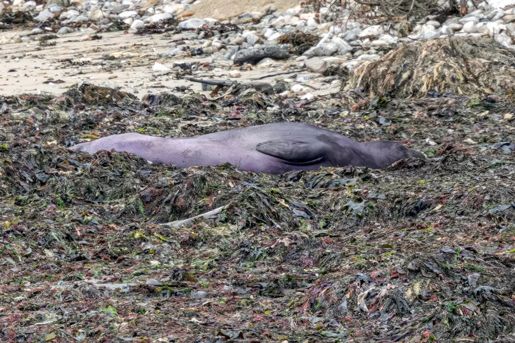 Lila See-Elefant verblüfft Kalifornien – das steckt dahinter