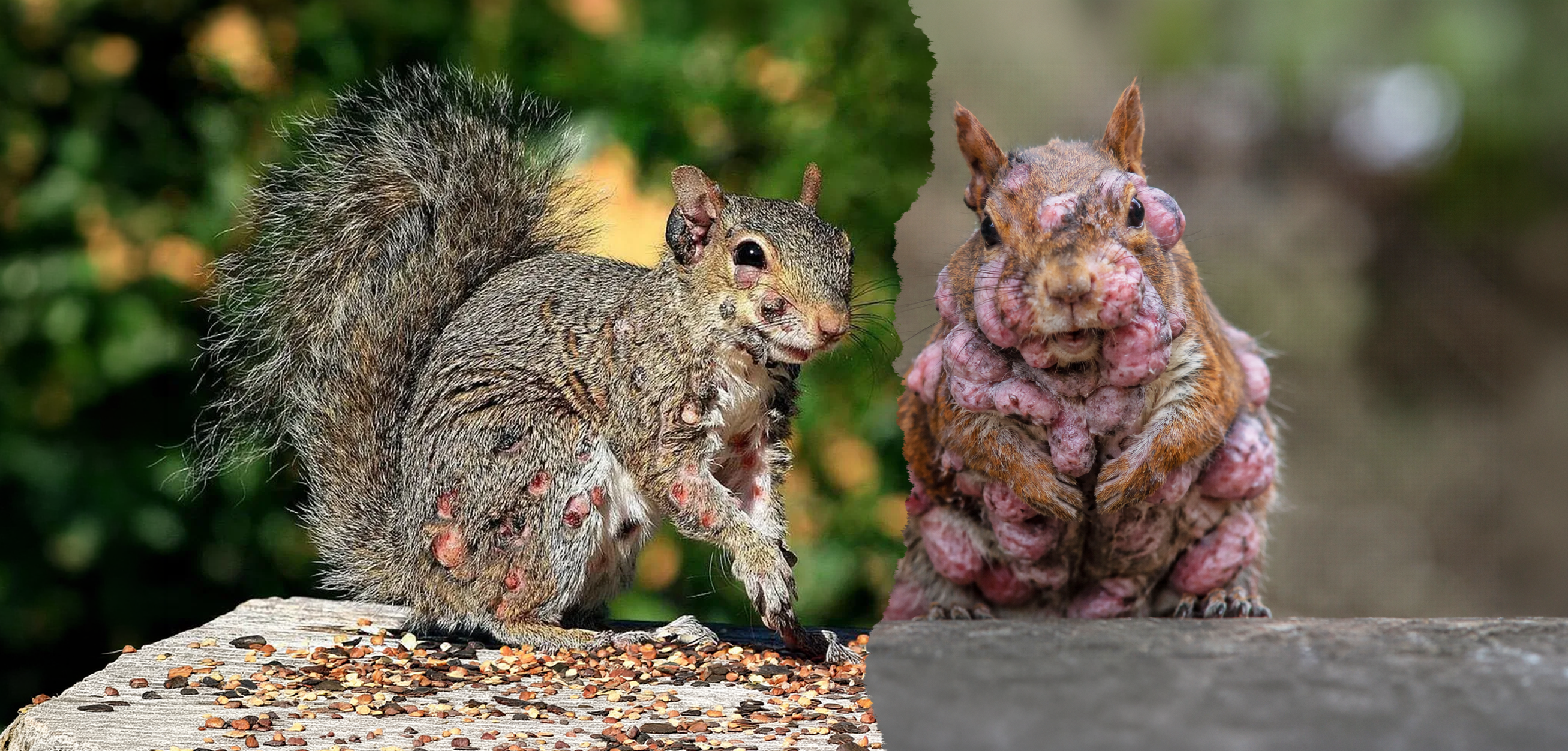Horror im Garten: Zombie-Eichhörnchen breiten sich aus! Sind die gefährlich?
