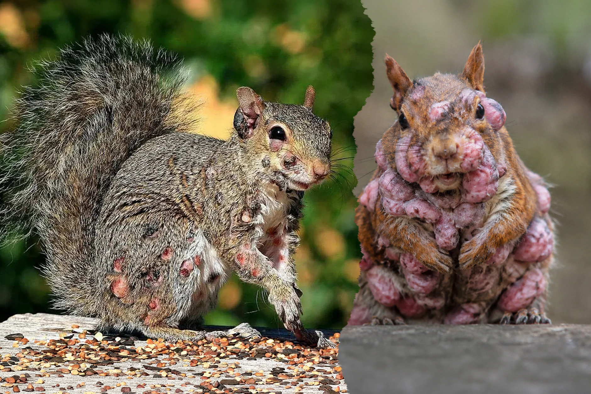 In immer mehr Vorgärten in den USA tauchen Eichhörnchen auf, die an der Eichhörnchen-Fibromatose leiden. Die Krankheit bildet nässende Geschwüre aus.