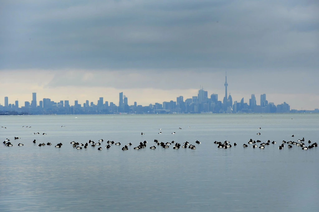 Vögel schwimmen im kalten Wasser des kanadischen Ontariosees vor der Skyline von Toronto.
