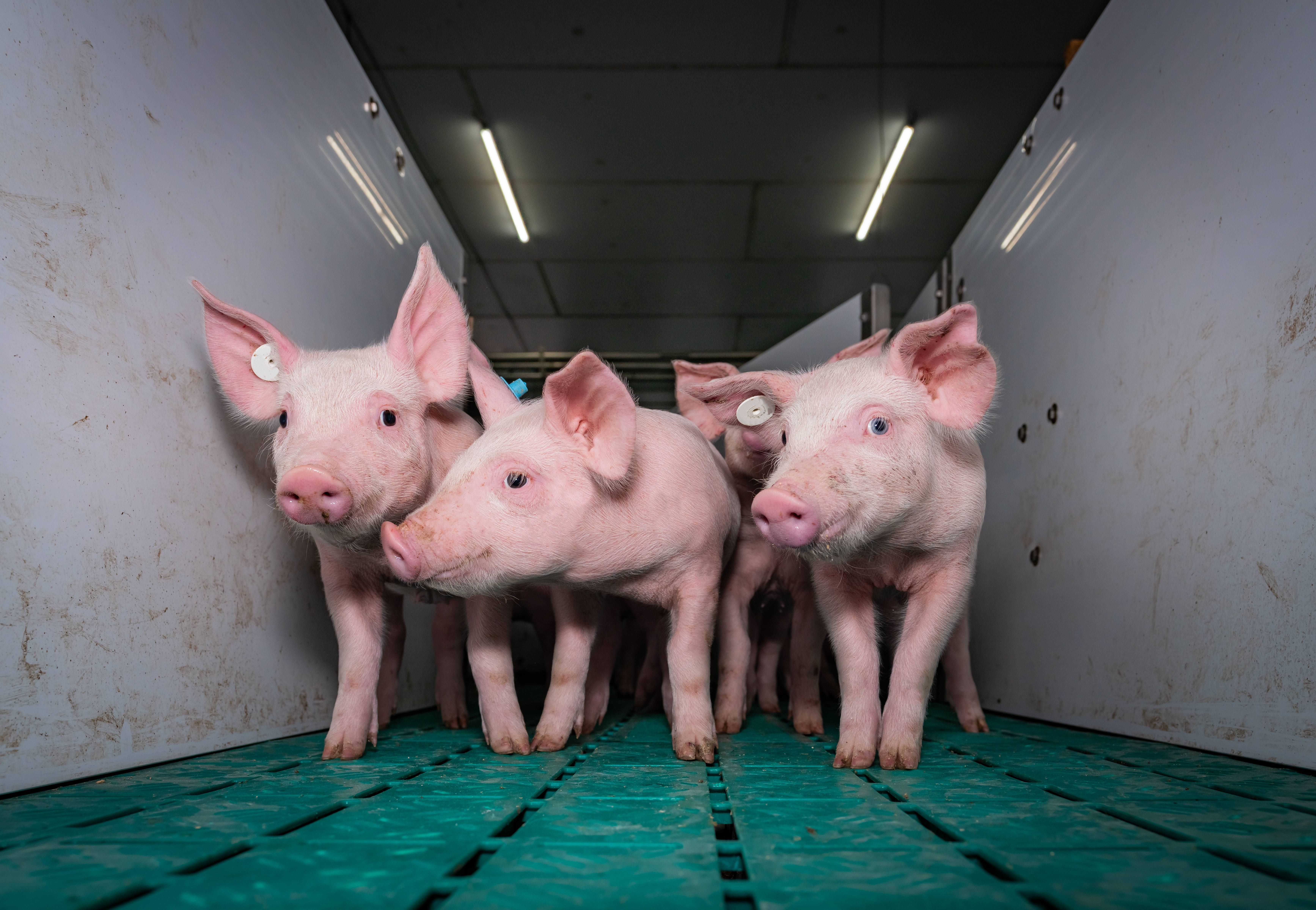 „Für Tierwohl bestraft“: Insolventer Schweineriese rechnet mit Politik und Markt ab
