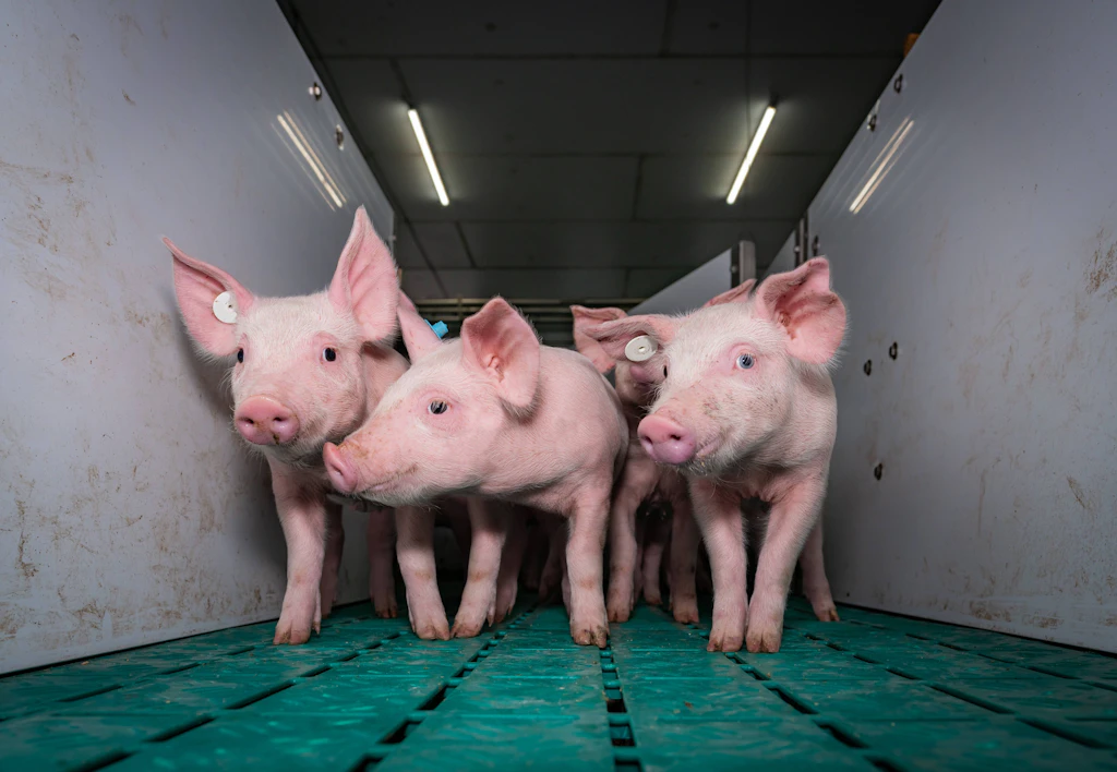 „Für Tierwohl bestraft“: Insolventer Schweineriese rechnet mit Politik und Markt ab