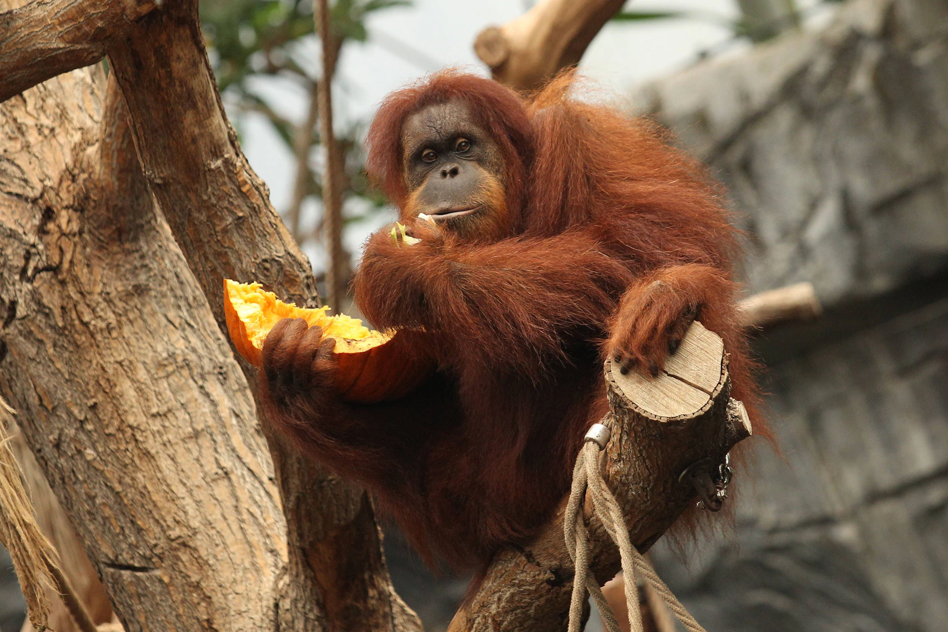 Ein Orang-Utan auf einem Ast – die rothaarigen Menschenaffen gehörten zu den untersuchten Arten.