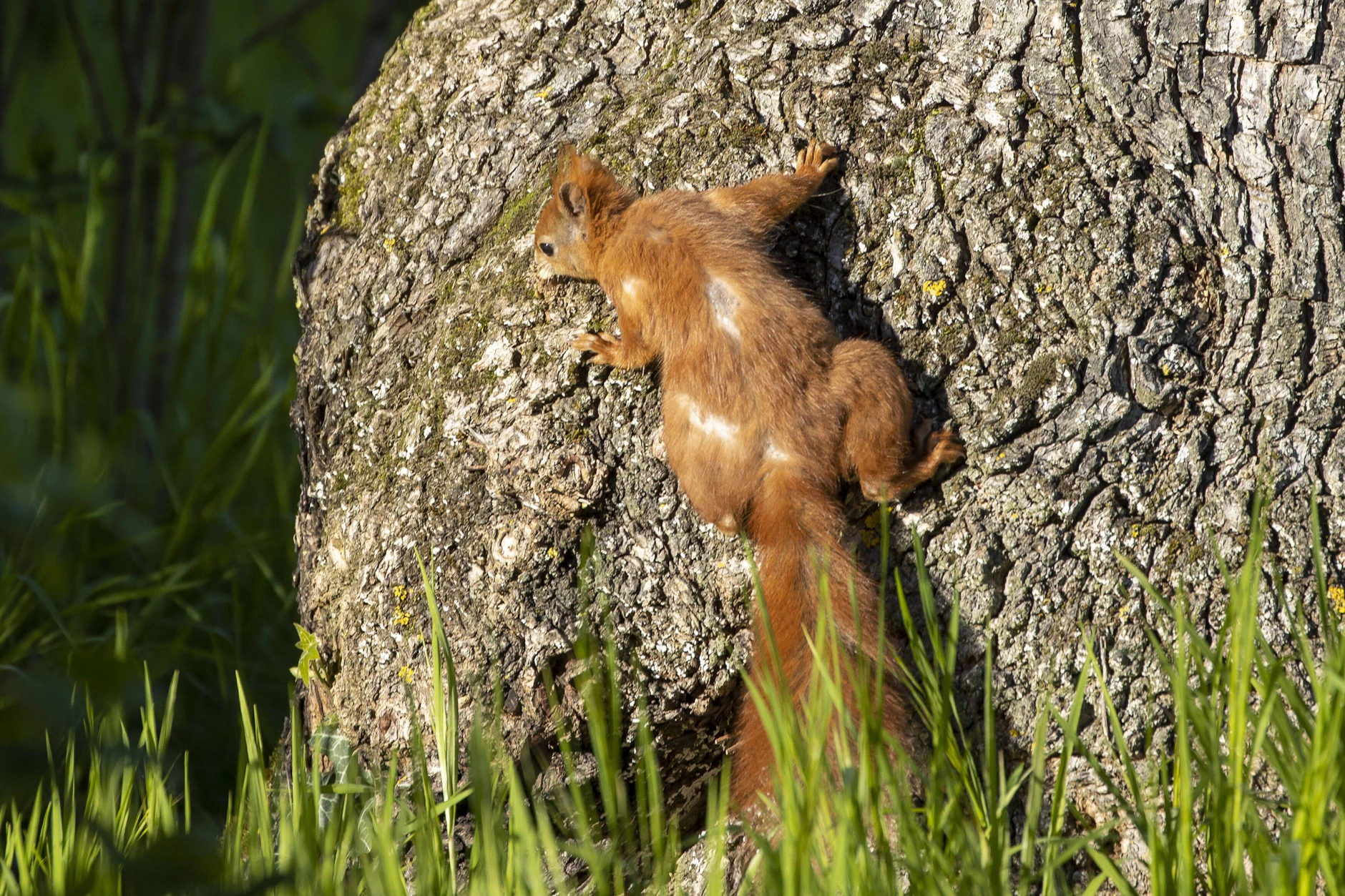 Ein Eichhörnchen klettert an einem Baum nach oben. Die Eichhörnchen-Fibromatose ist vor allem in den USA verbreitet.