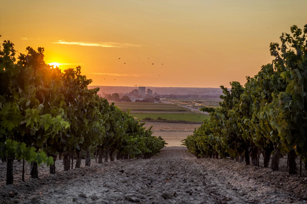 Von Toro bis Ribera del Duero: Was Spaniens Weingüter so besonders macht