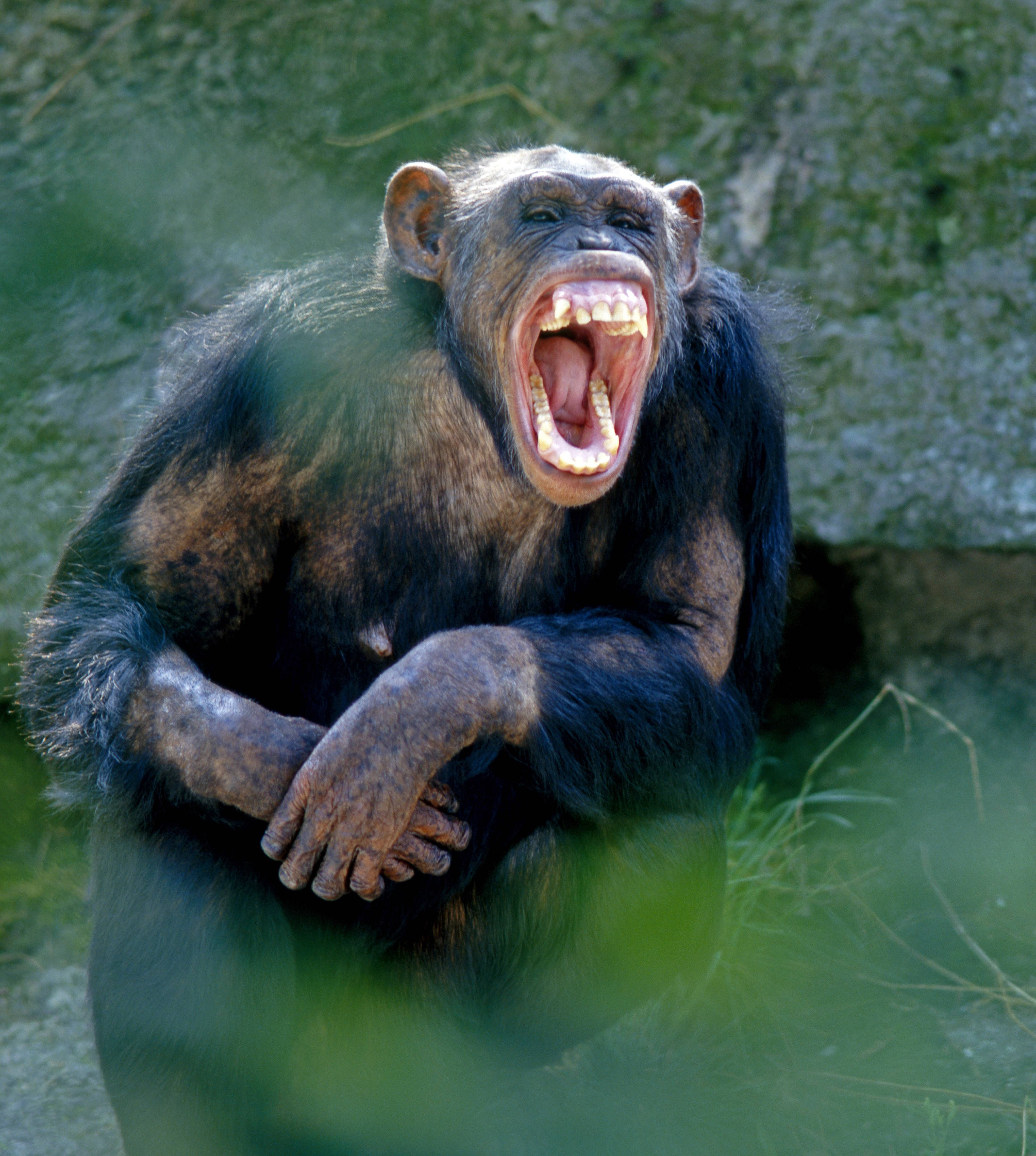 Studie: Mensch und Affe lachen seit 15 Millionen Jahren gleich