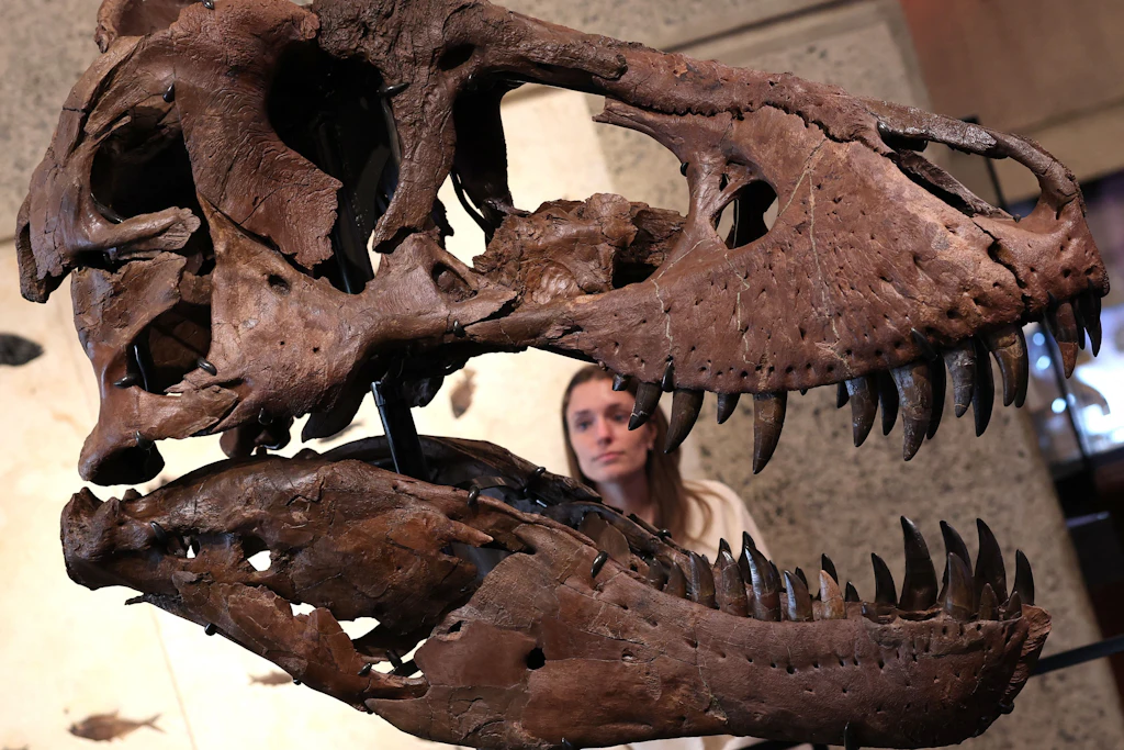 Der Schädel von T-Rex Gus ist nach Angaben von Sotheby