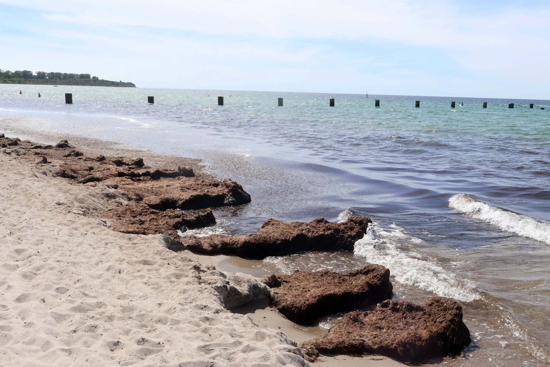 Algen am Strand von Warnemünde: Warum der Tang nicht sofort beseitigt wird
