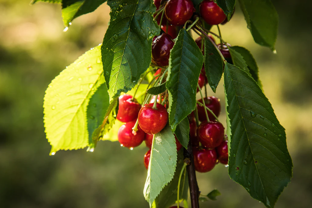 Sauerkirschen am Baum: Diese Sorte enthält mehr Melatonin als die süße Verwandte.