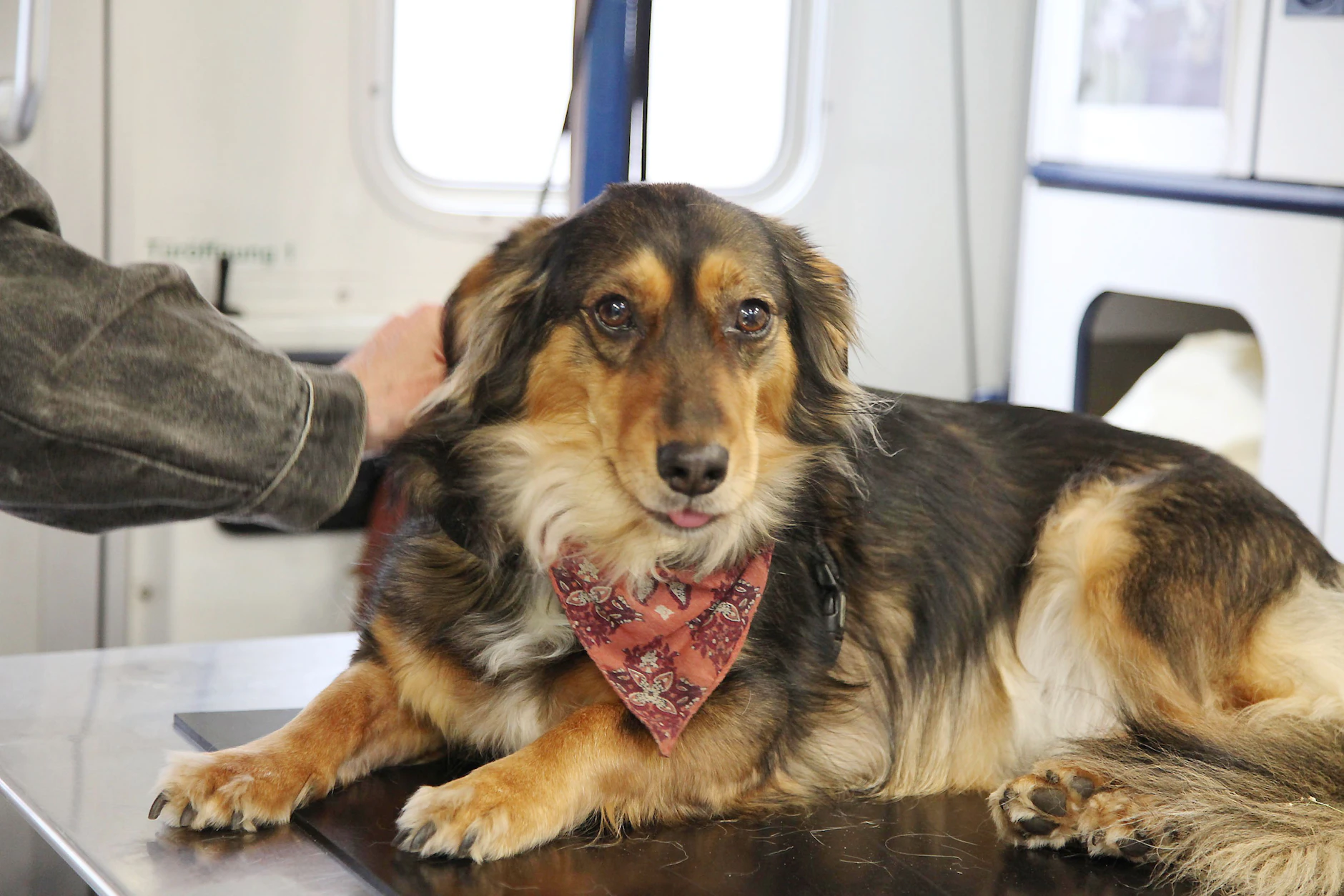Es gibt verschiedene Warnsignale, wann ein Halter mit dem Hund zum Tierarzt sollte.