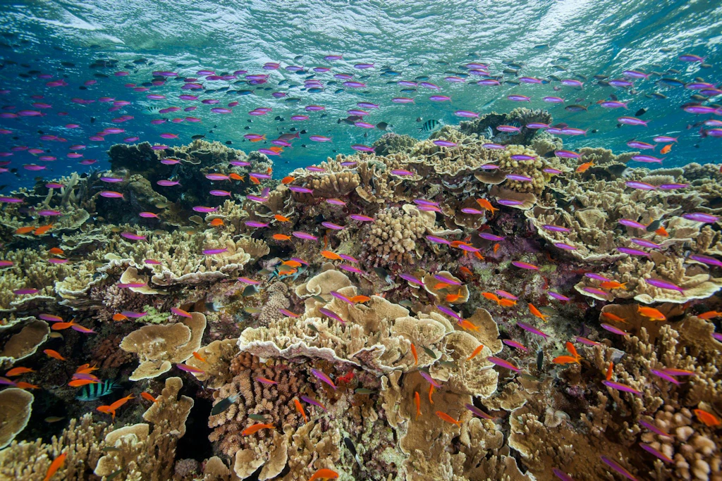 Trotz Korallenbleiche: UNESCO stuft Great Barrier Reef nicht als gefährdet ein