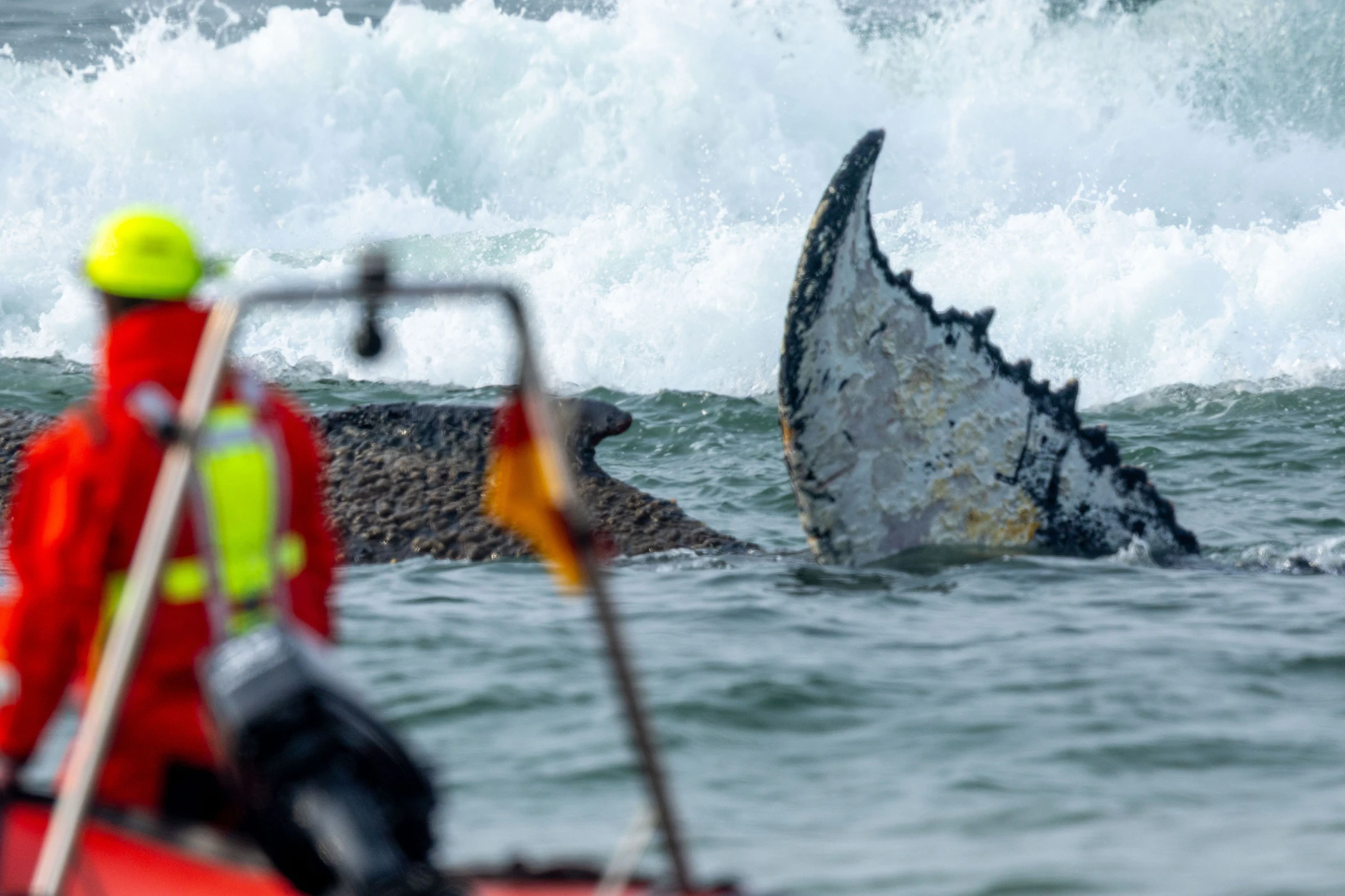 Timmy Hope strandete zuerst vor Timmendorfer Strand, konnte hier aber befreit werden.