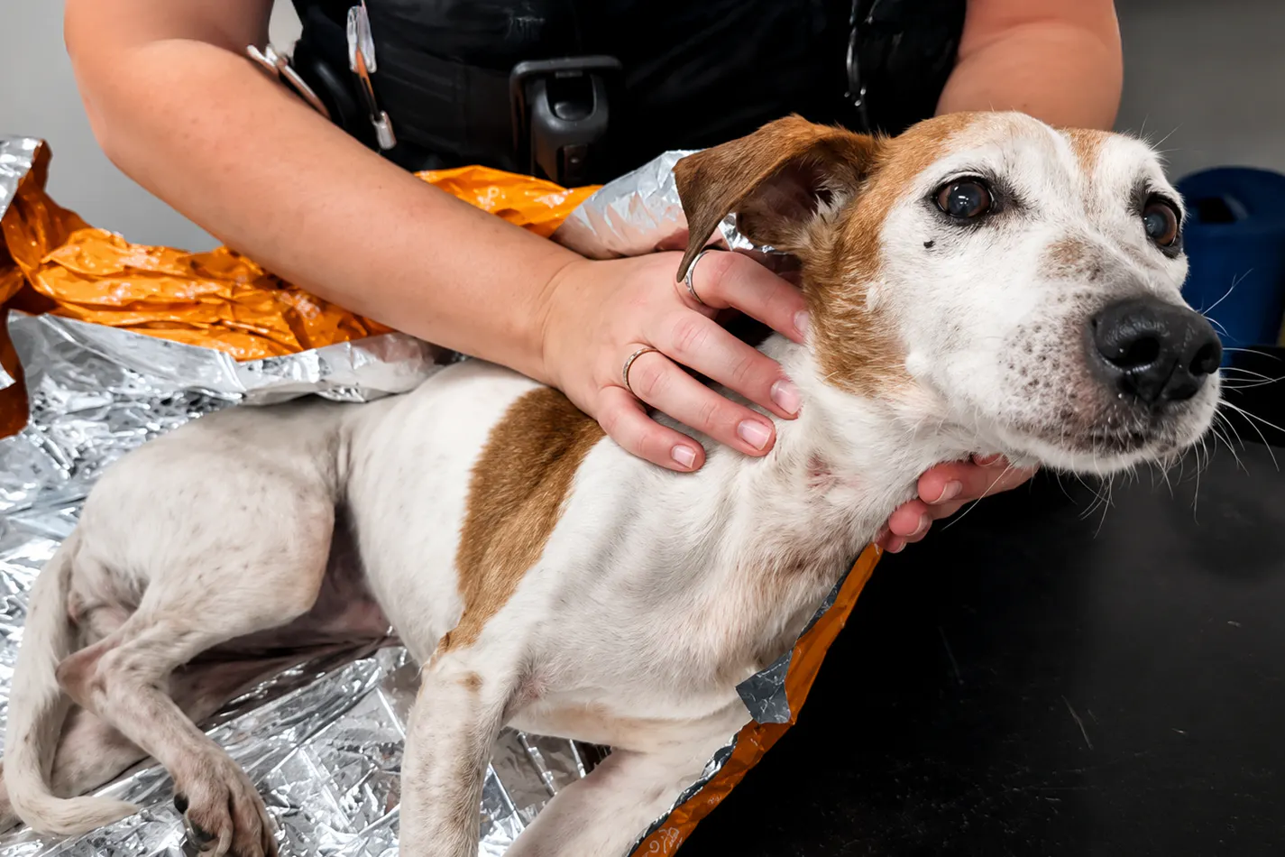 Arme Hunde-Omi Maddie! Sie wurde einfach in einen Müllsack gestopft und dann in einem Kanal entsorgt.