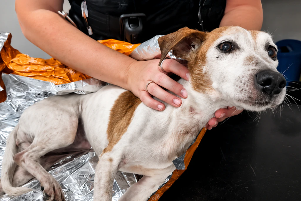 Arme Hunde-Omi Maddie! Sie wurde einfach in einen Müllsack gestopft und dann in einem Kanal entsorgt.