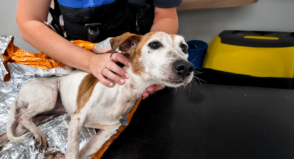 Paar stopft kranke Hunde-Omi Maddie in Sack – und wirft sie in den Fluss